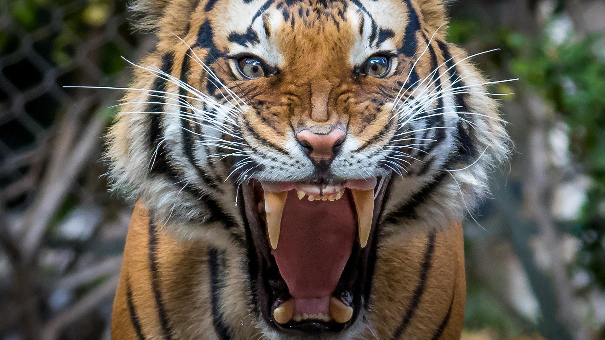 Обои тигр хищник оскал на рабочий стол