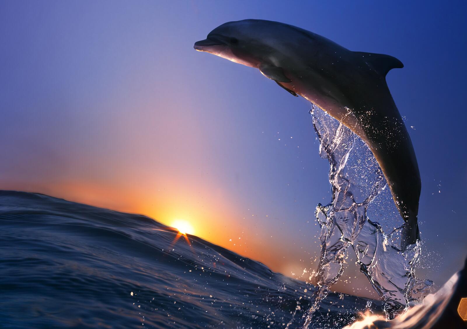 Wallpapers Dolphin jump out of the sea underwater world on the desktop