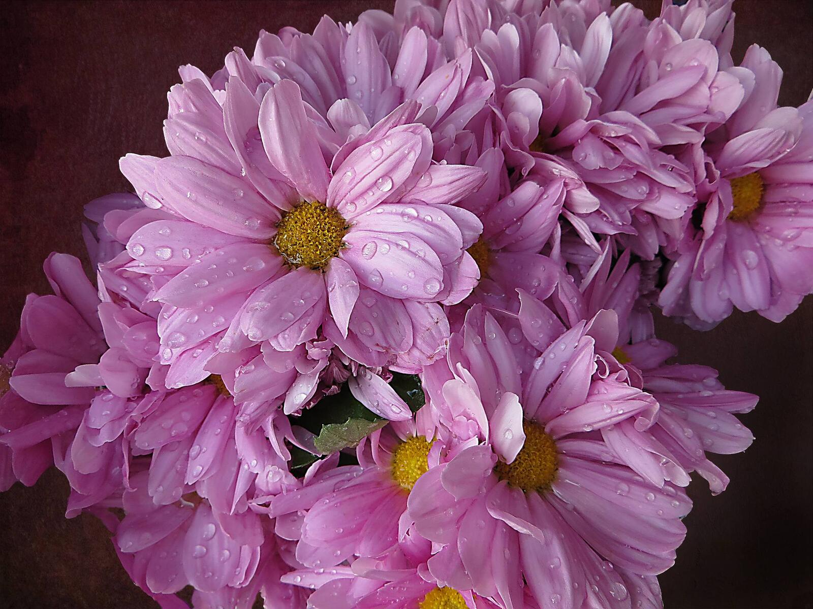 Обои цветы хризантемы капли на рабочий стол
