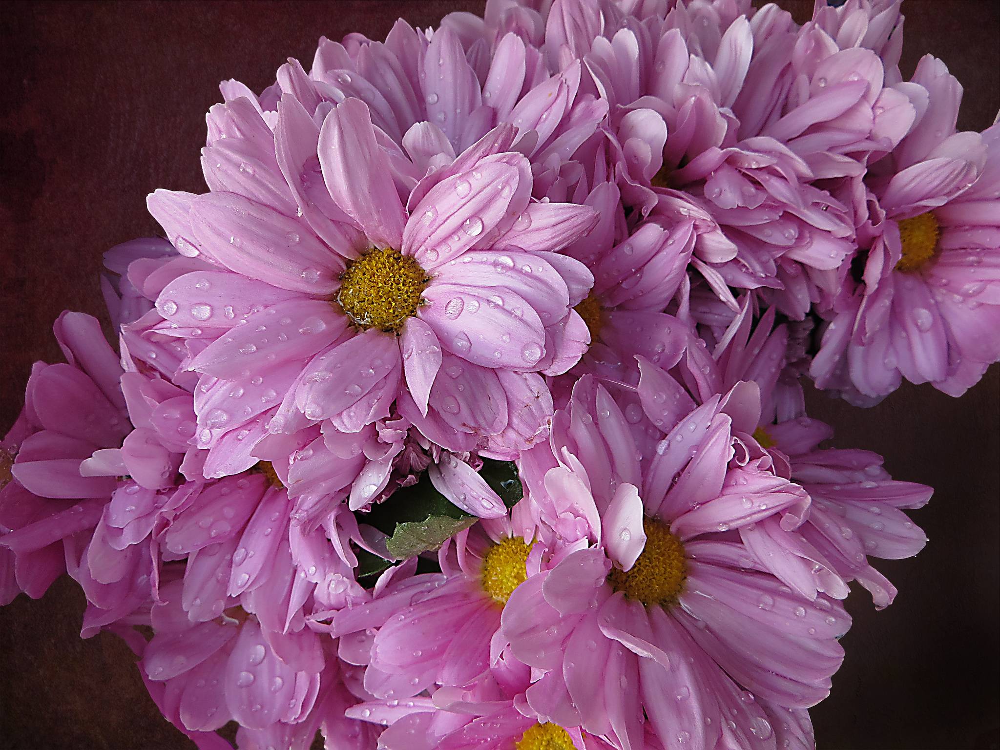 Фото цветы хризантемы капли - бесплатные картинки на Fonwall
