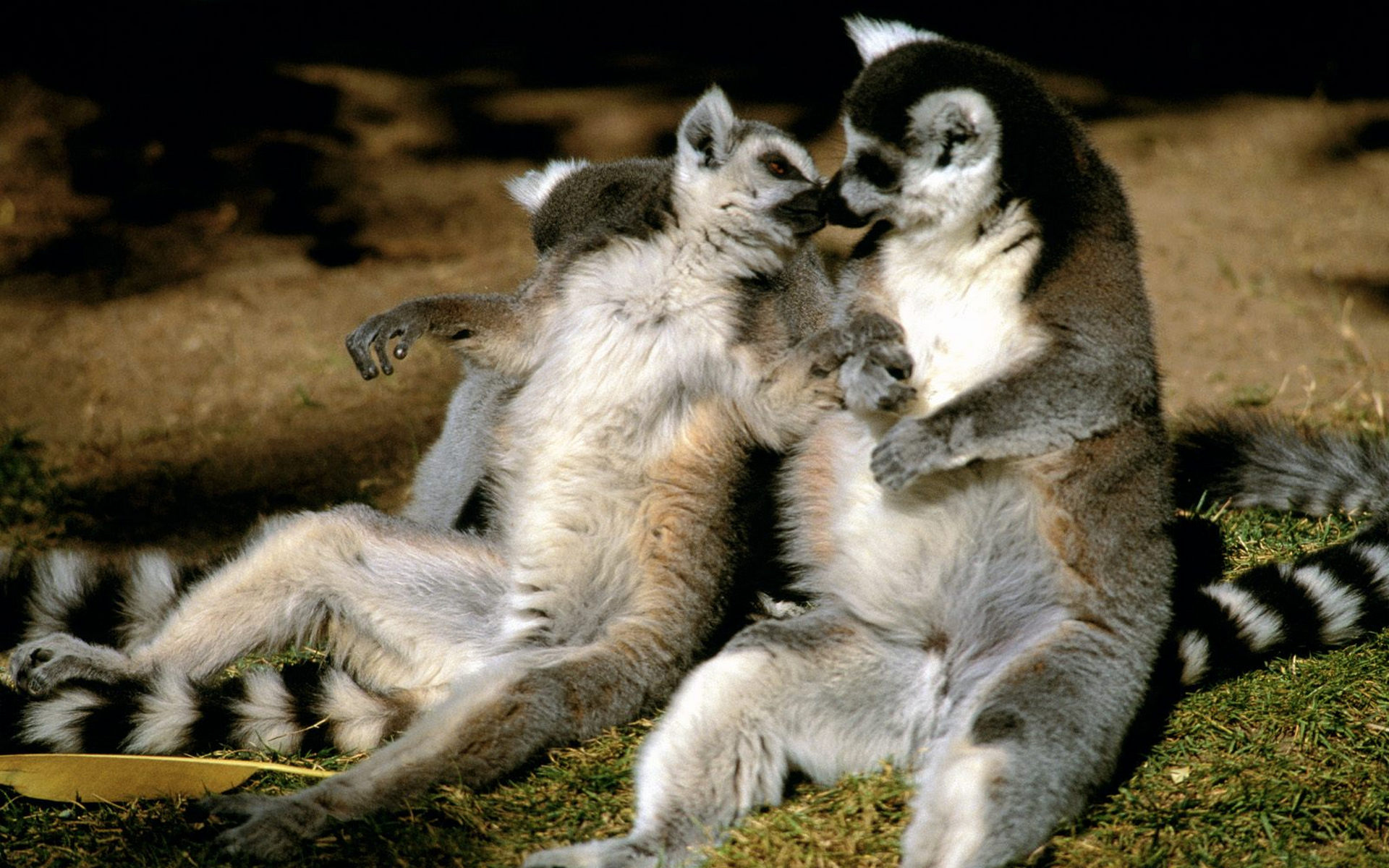 Wallpapers lemurs muzzles paws on the desktop