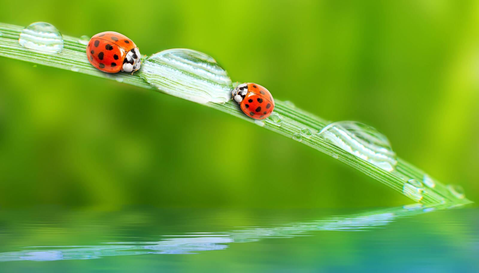 Wallpapers insects drops dew on the desktop