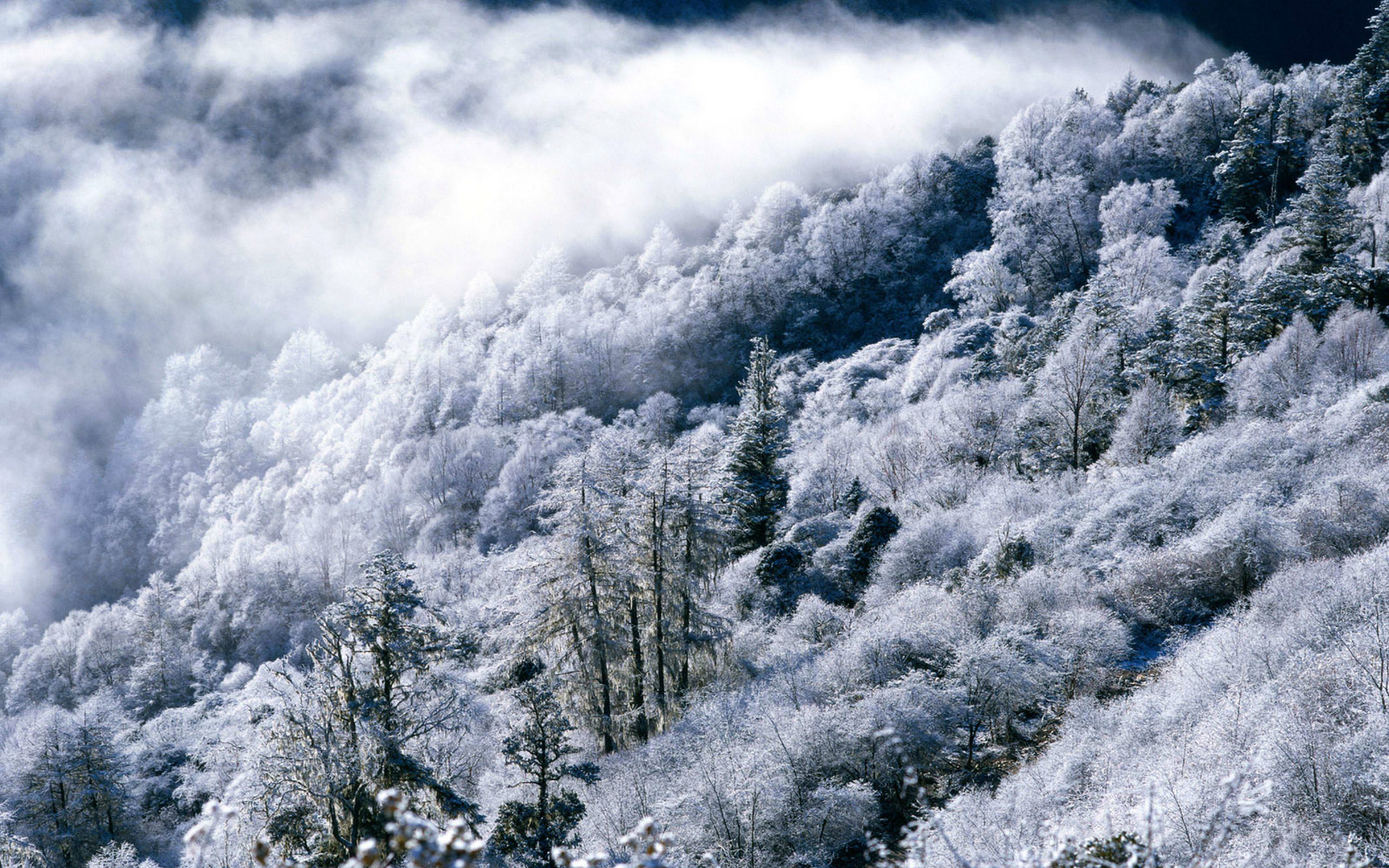 Туман, иней, облака, горы, снег, зима, леса загрузить