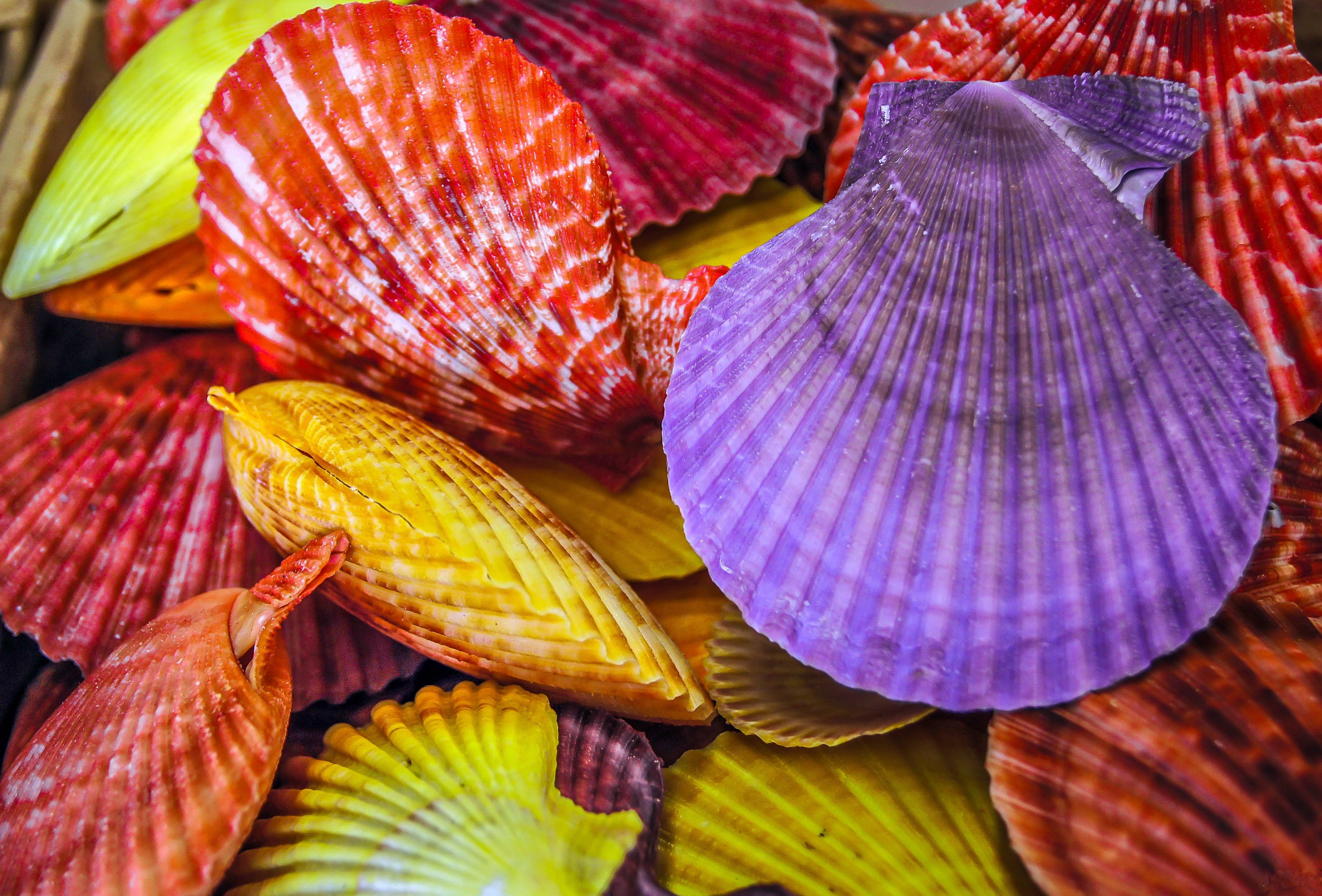 Wallpapers shells colored dyed on the desktop