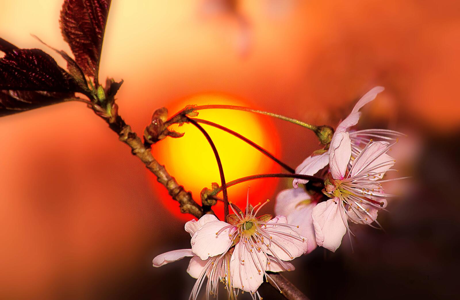 Wallpapers cherry blossoms sunset on the desktop