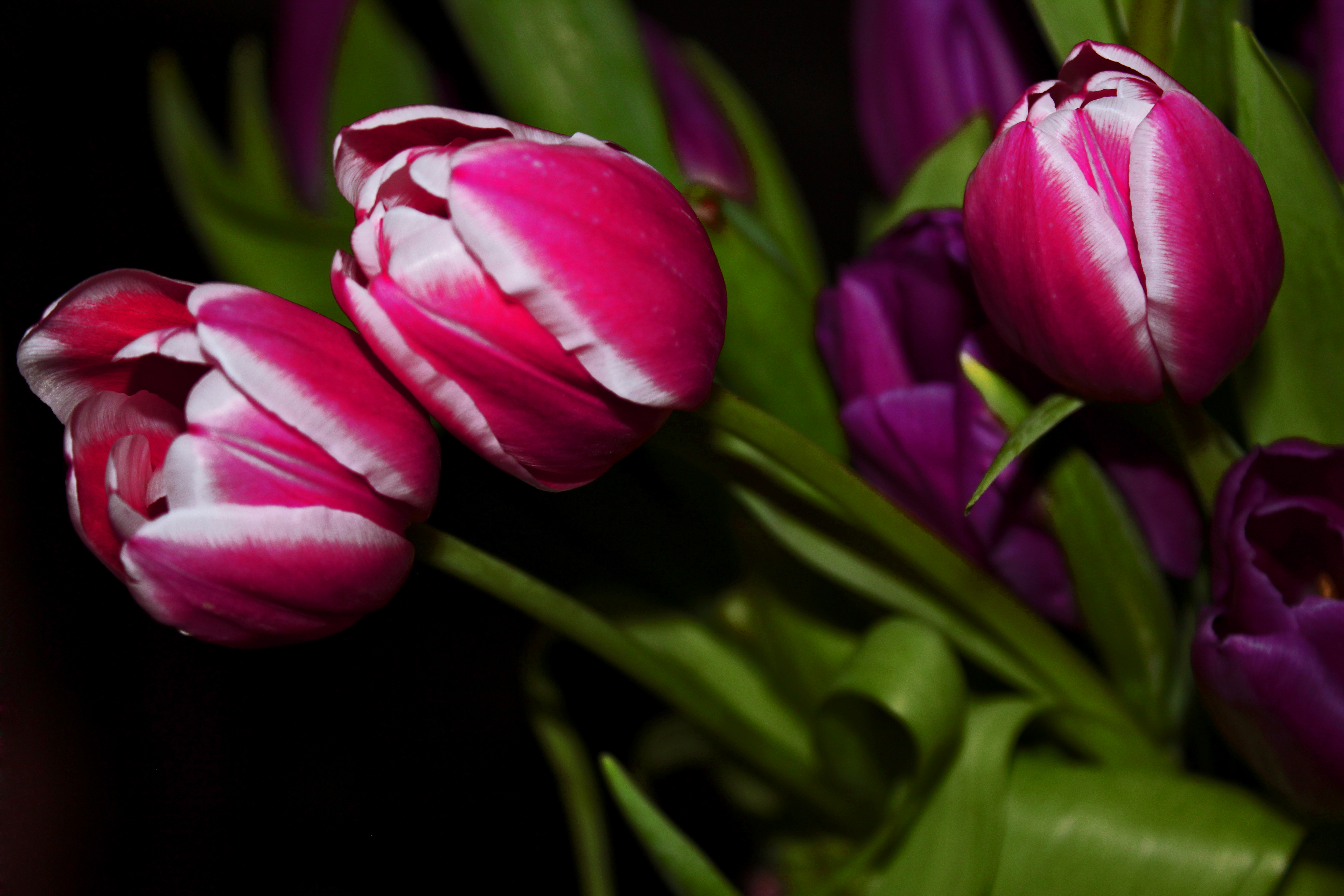 Фото бесплатно черный фон, тюльпаны, букет