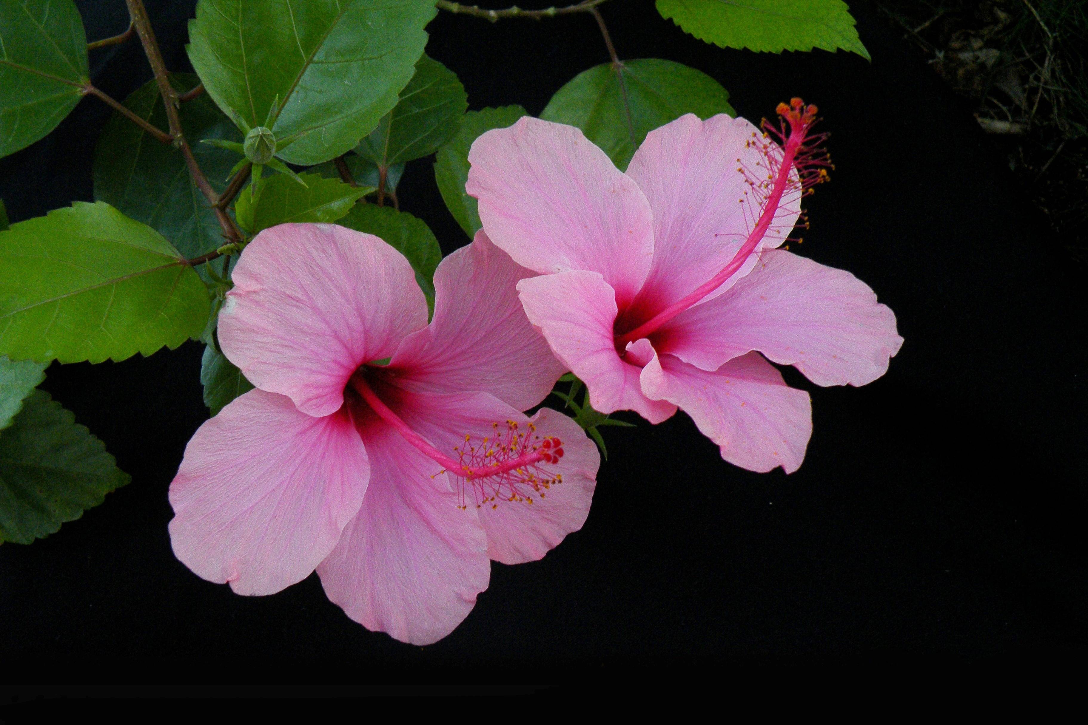 Фото бесплатно гибискус, розовые цветы, маленькие цветы