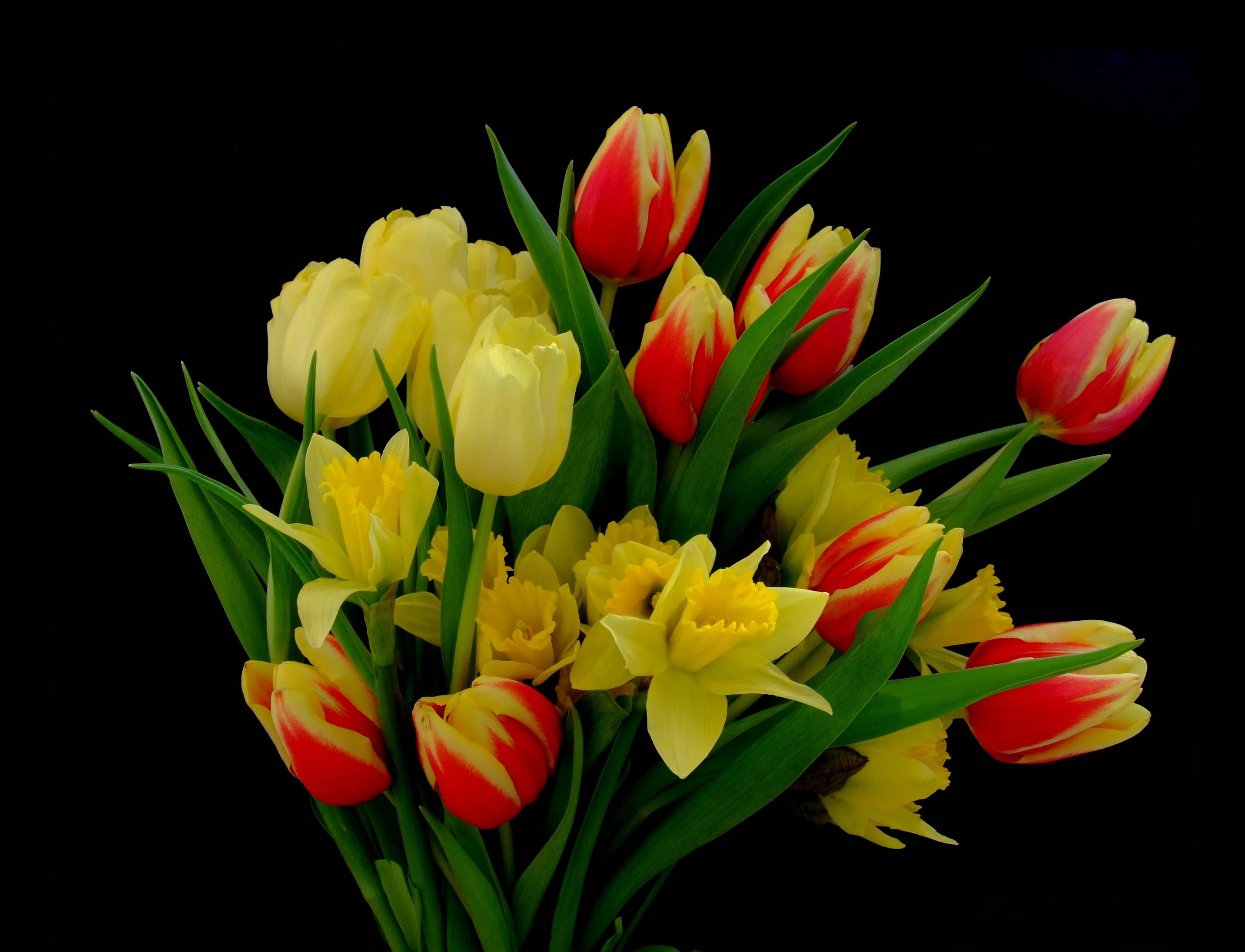 Фото бесплатно тюльпаны, букет, тюльпан