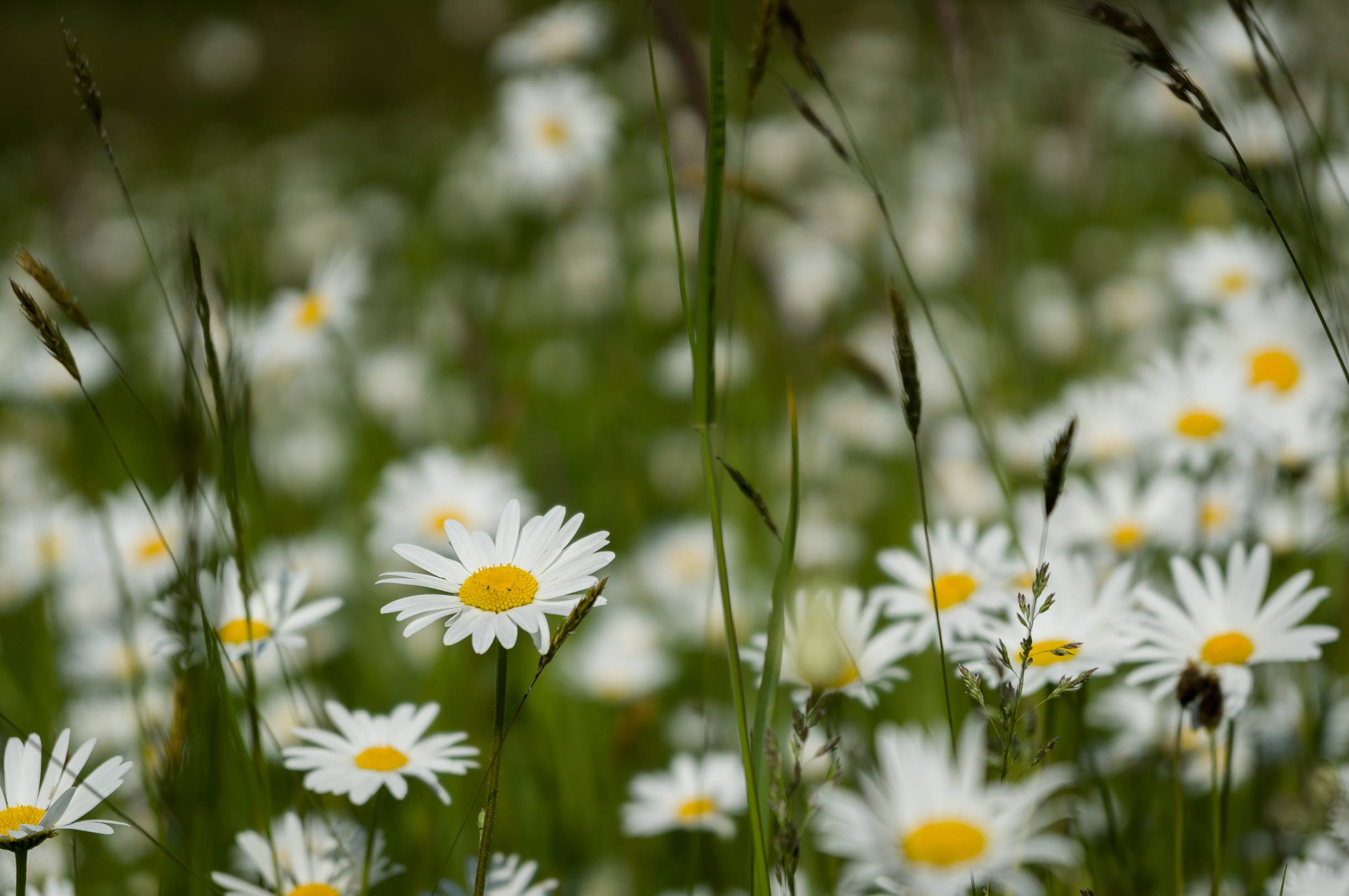 Wallpapers grass macro field of daisies on the desktop