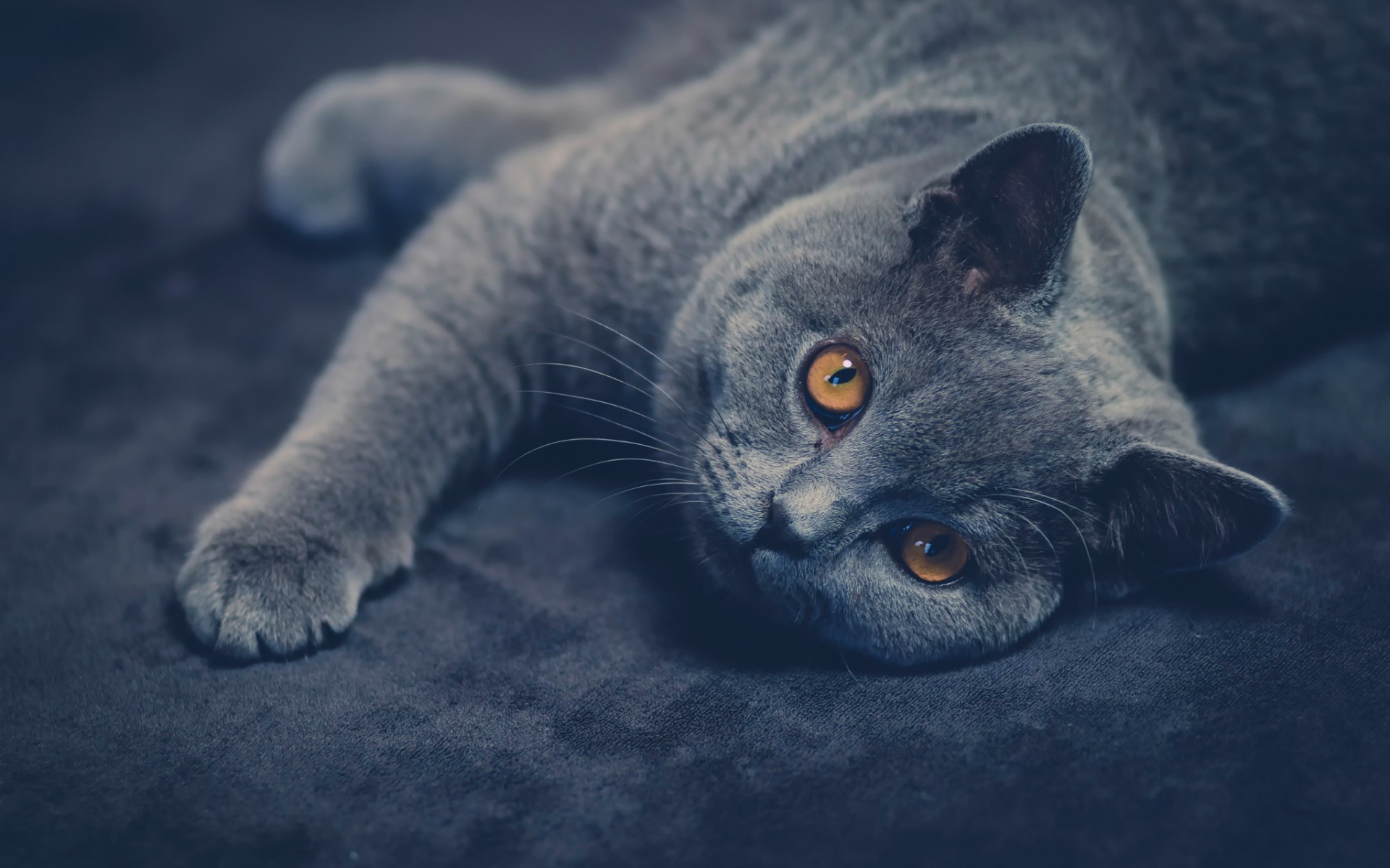 Wallpapers cat british gray on the desktop