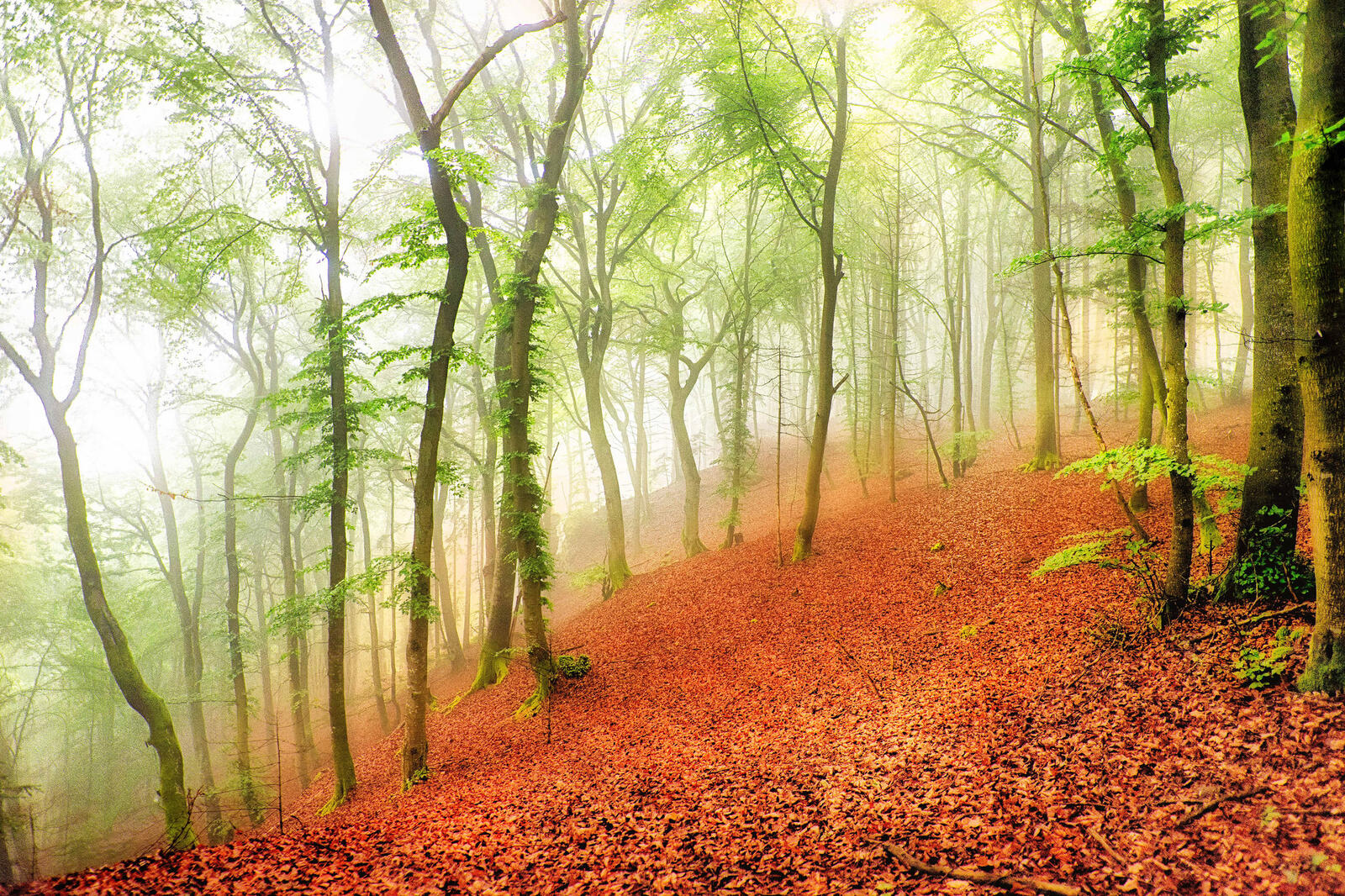 Wallpapers fog in the forest the slope dry leaves on the desktop