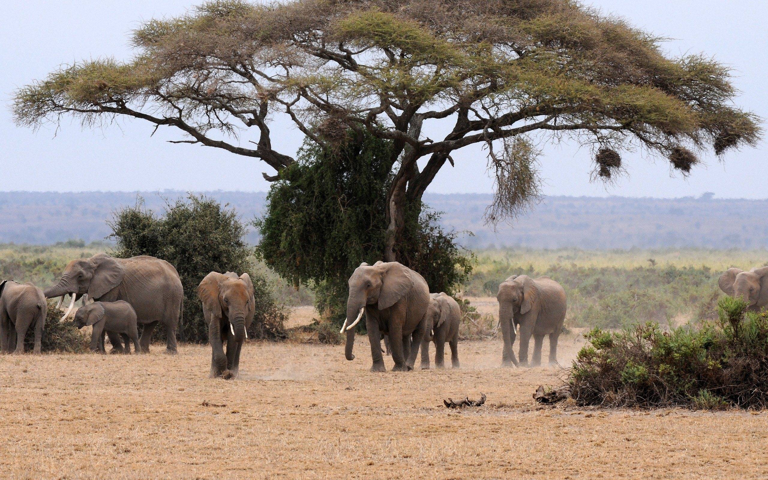 Фото бесплатно слонов, животные, семья