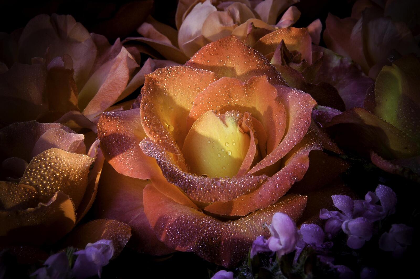Обои цветочная композиция роза капли на рабочий стол