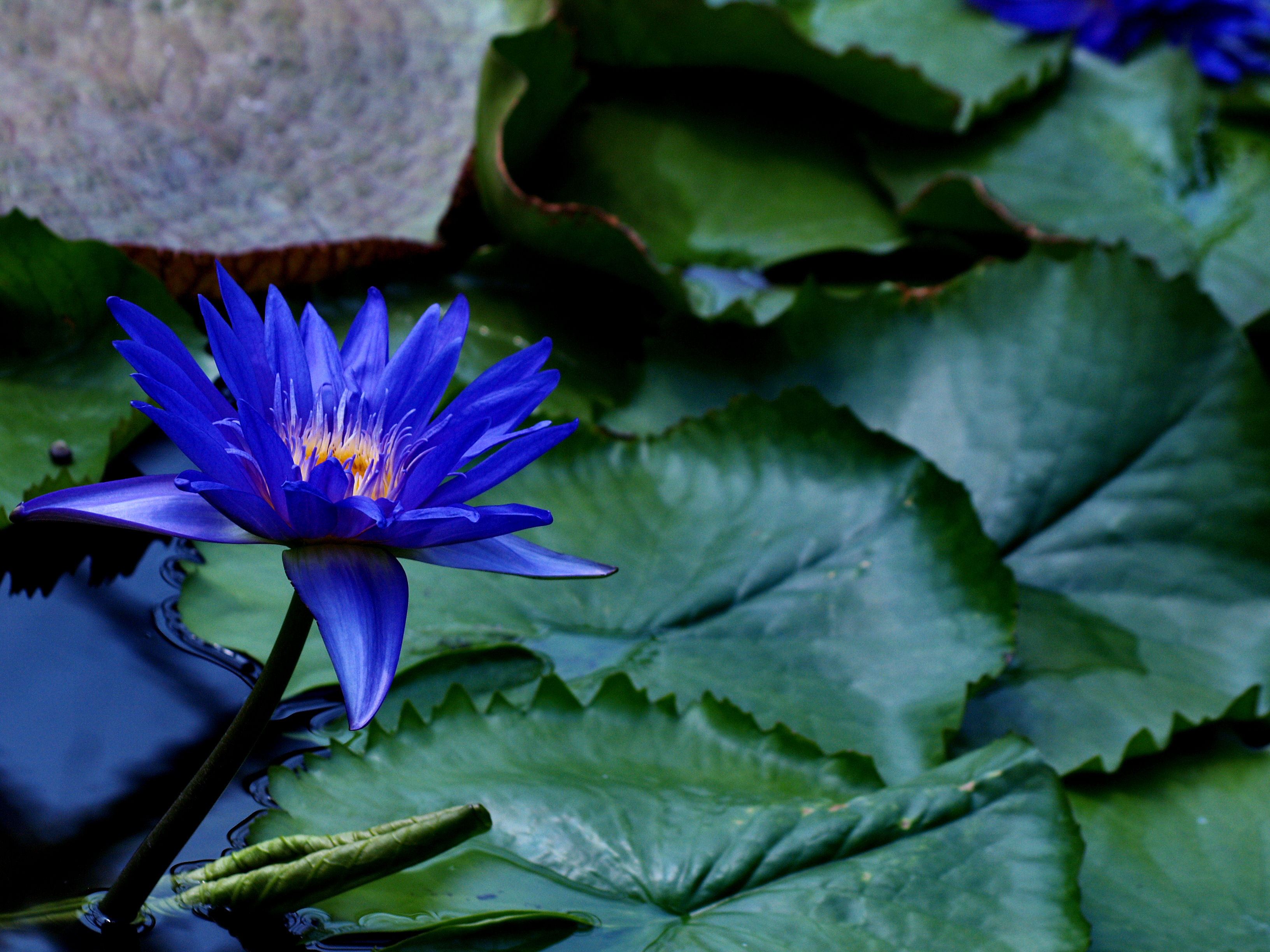 桌面上的壁纸睡莲 蓝花 鲜花