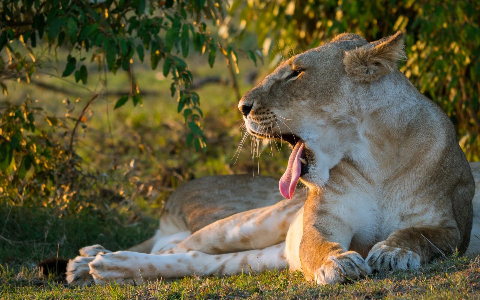 Wallpapers lioness rest mouth on the desktop