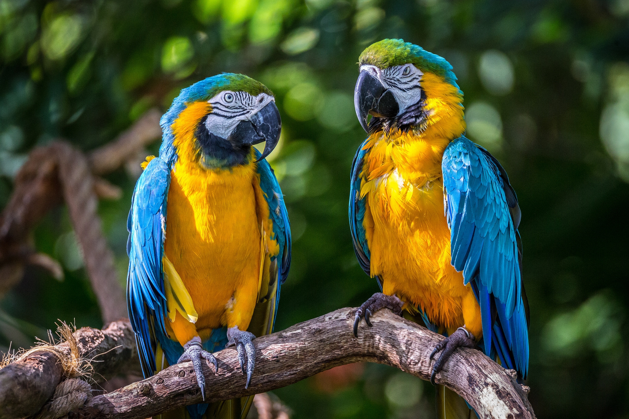 Обои Blue Macaws попугаи птицы на рабочий стол