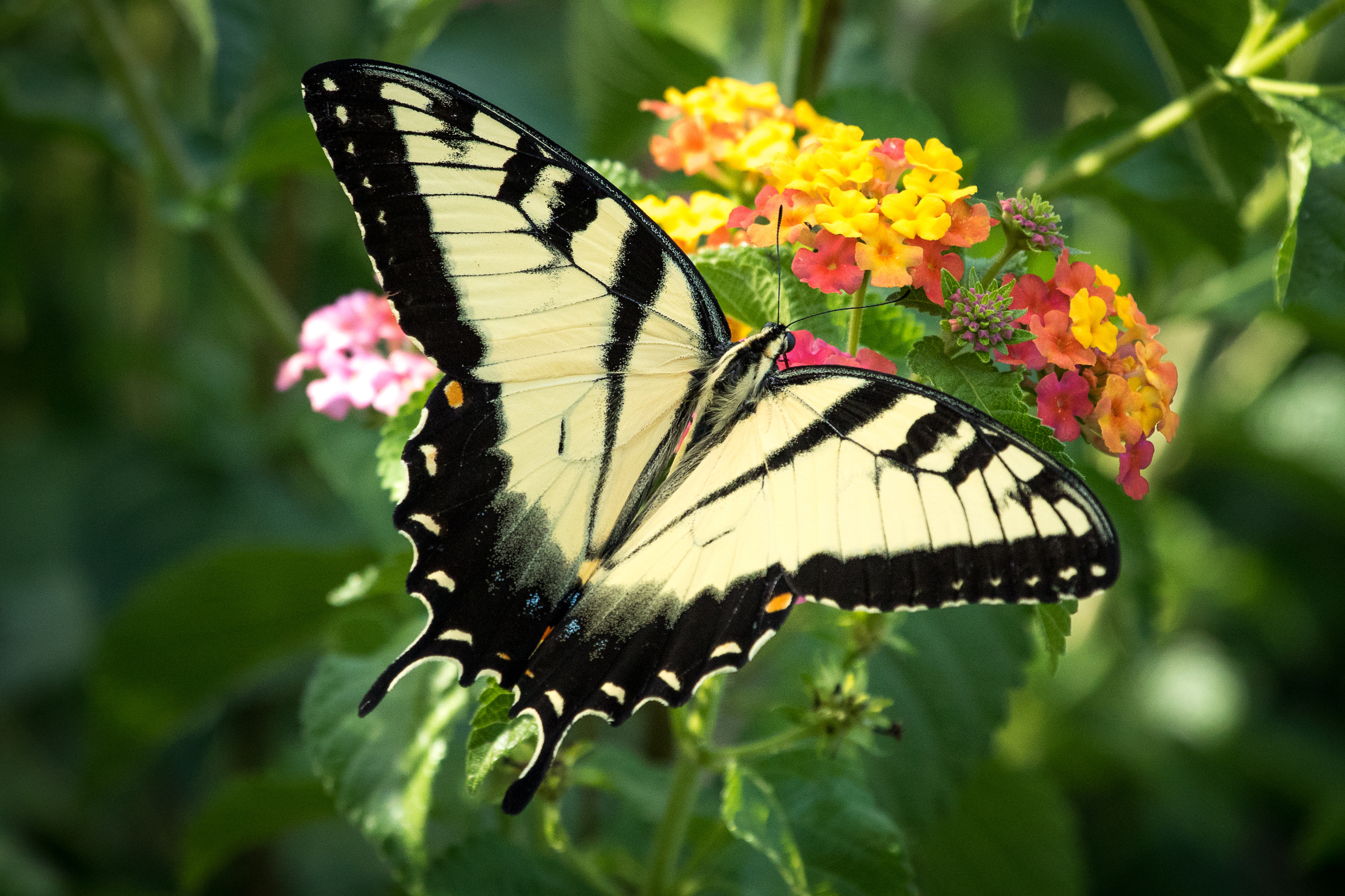 Фото бесплатно макро, цветок, крылья бабочки