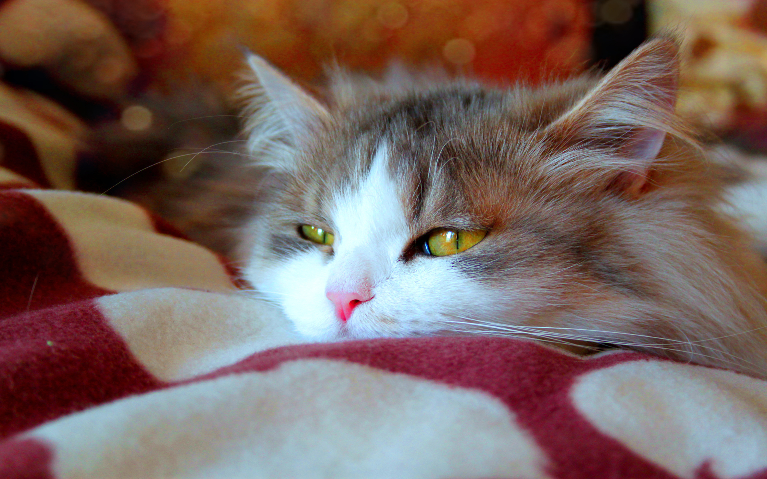 котенок в одеяле бесплатно