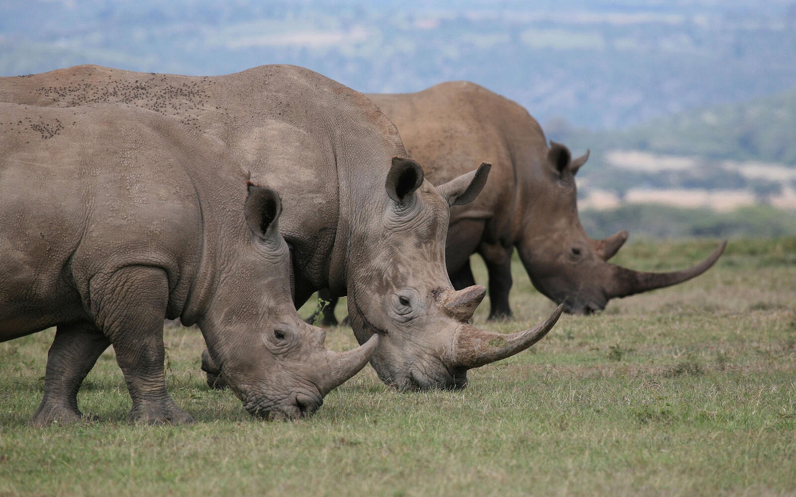 Wallpapers rhinoceroses muzzles horns on the desktop