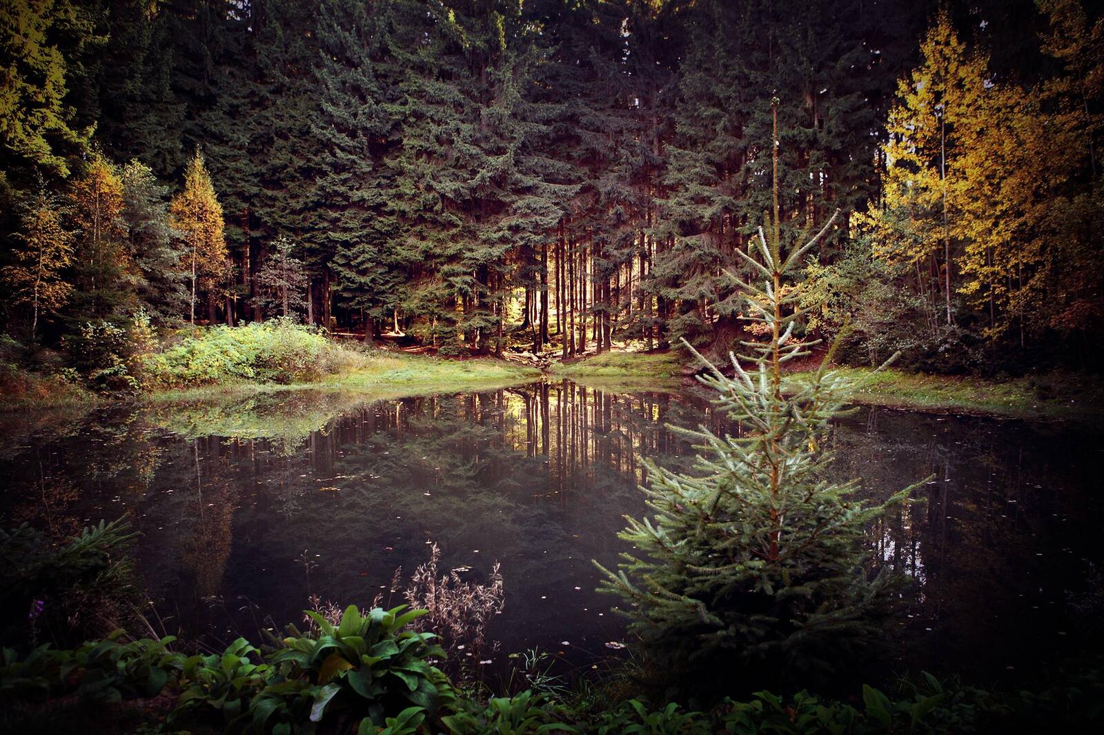 Обои озеро в лесу деревья елки на рабочий стол