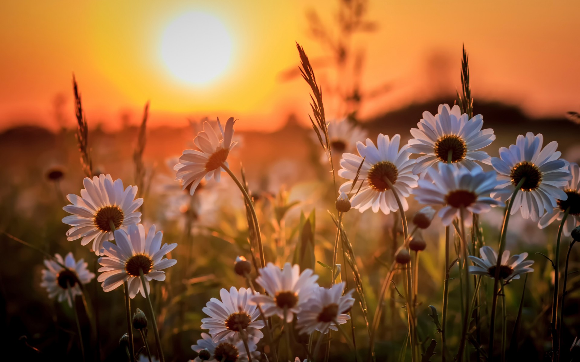 Wallpapers daisies field sunset on the desktop