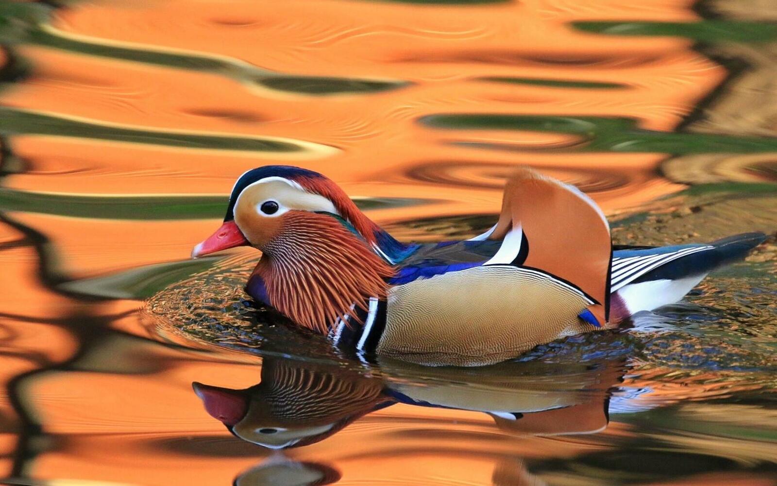 Wallpapers duck multi-colored on the water on the desktop