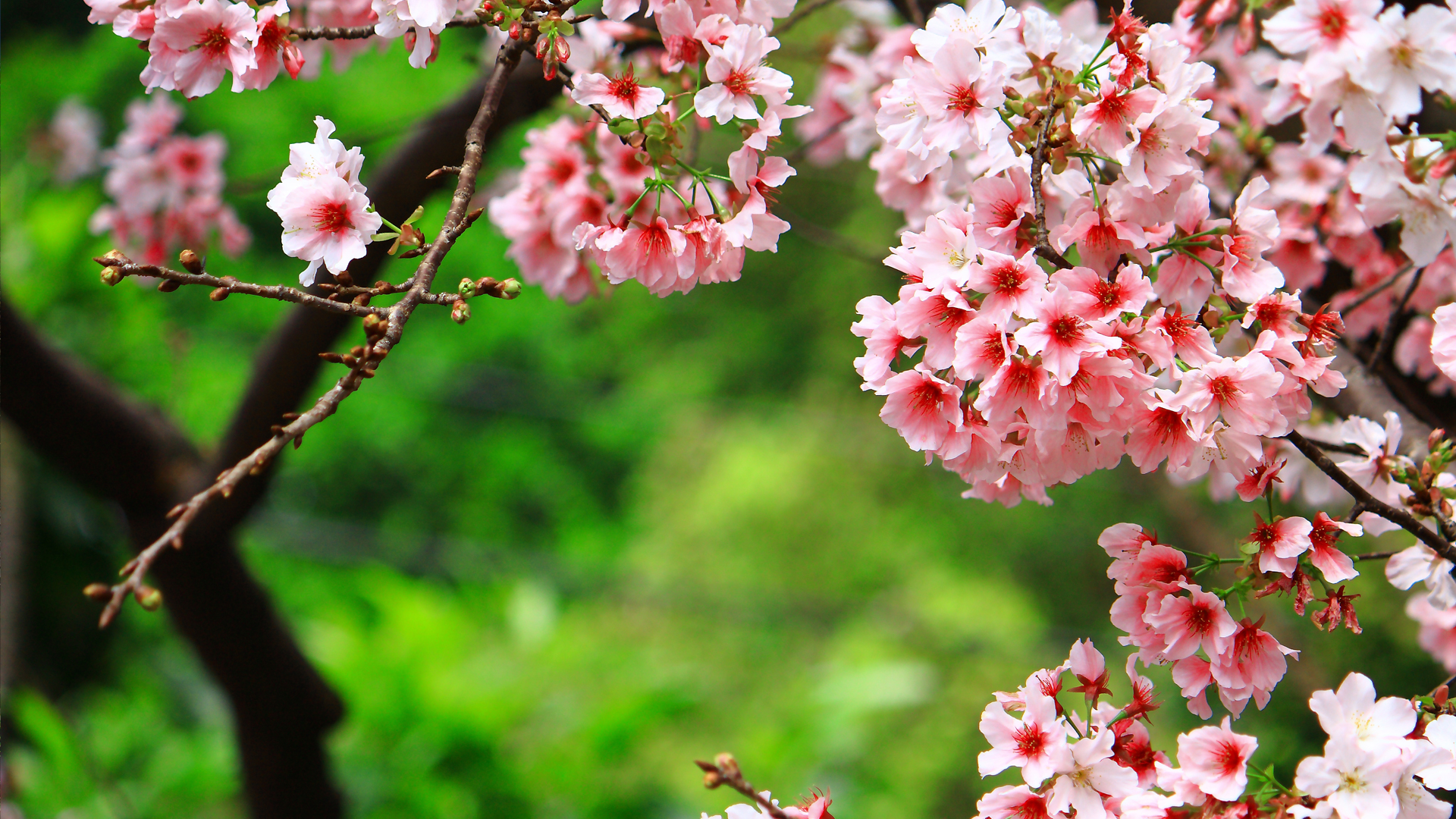 Песня май цветет. Весеннее цветение деревьев. Сакура на зеленом фоне. Цветение деревьев России.