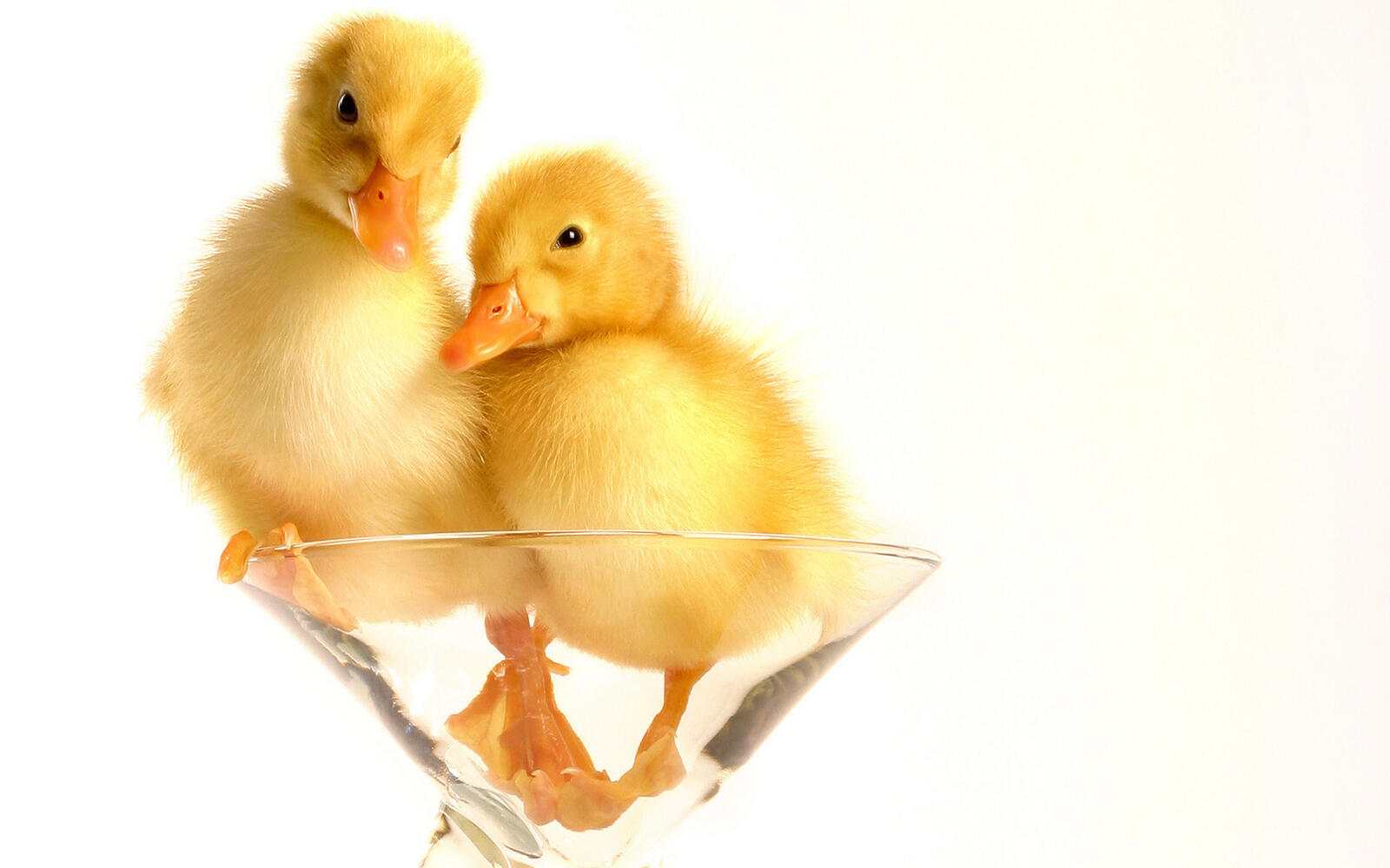 Wallpapers glass ducklings couple on the desktop