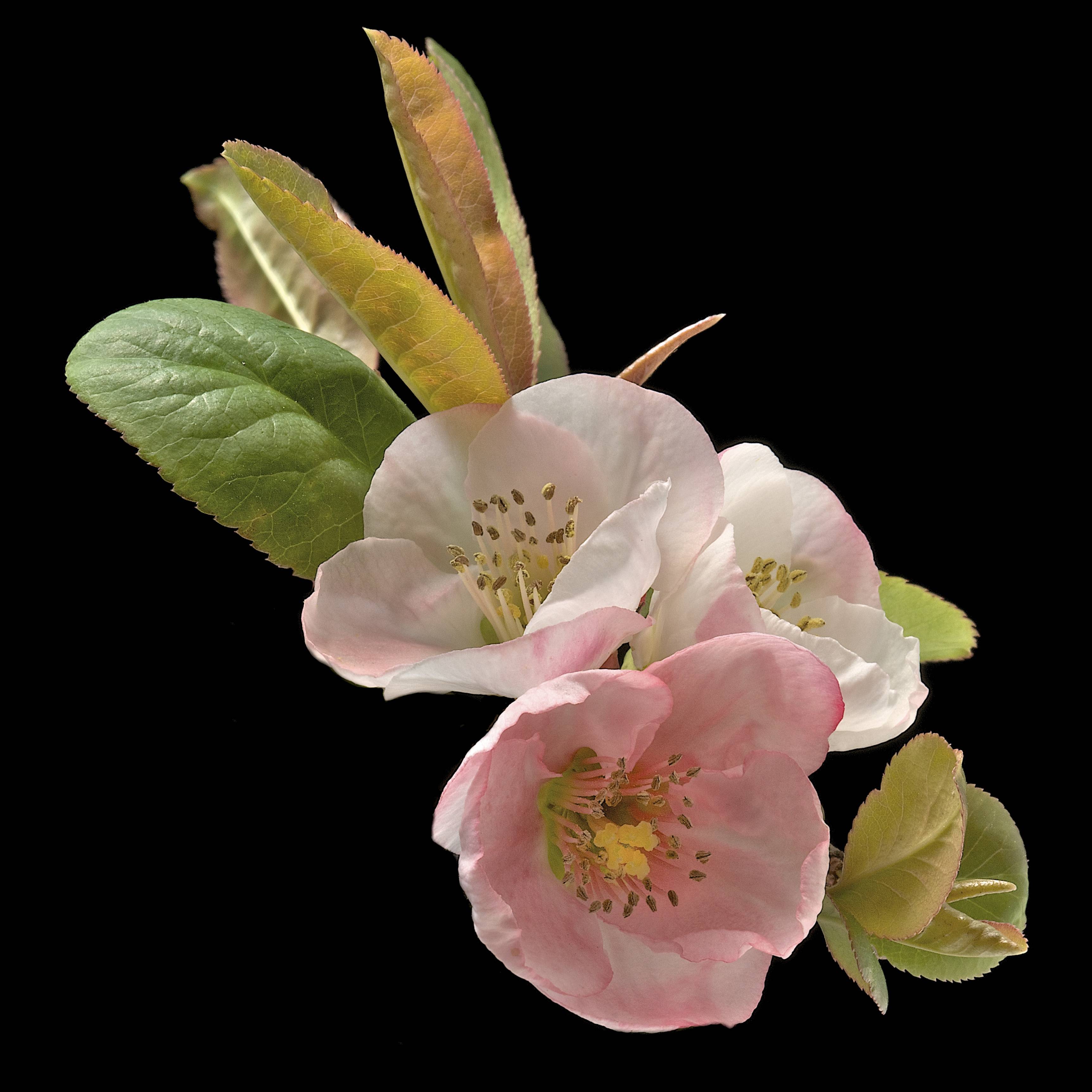 Обои маленькие цветы флора цветы вишни на рабочий стол