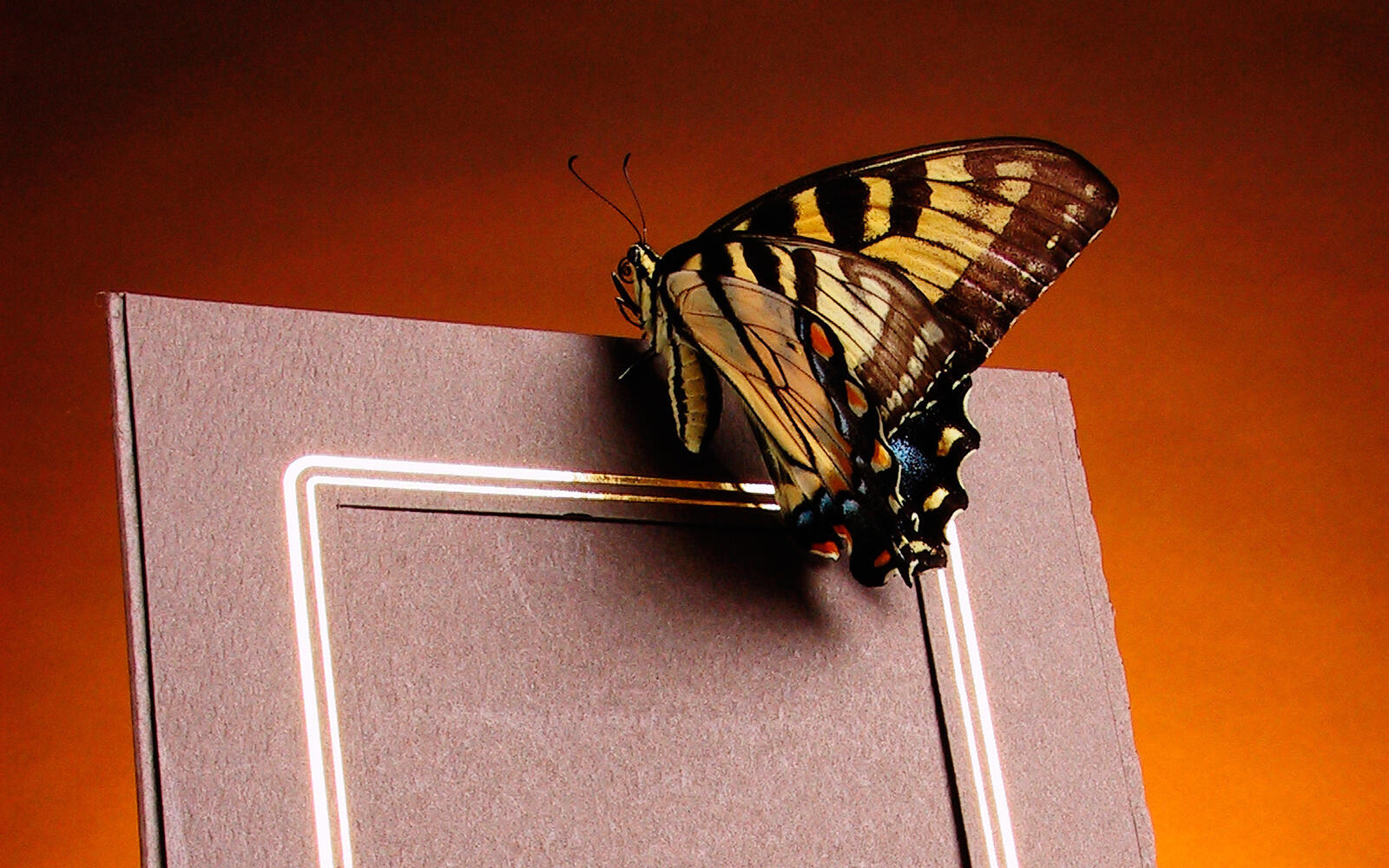 桌面上的壁纸画框 蝴蝶 翅膀