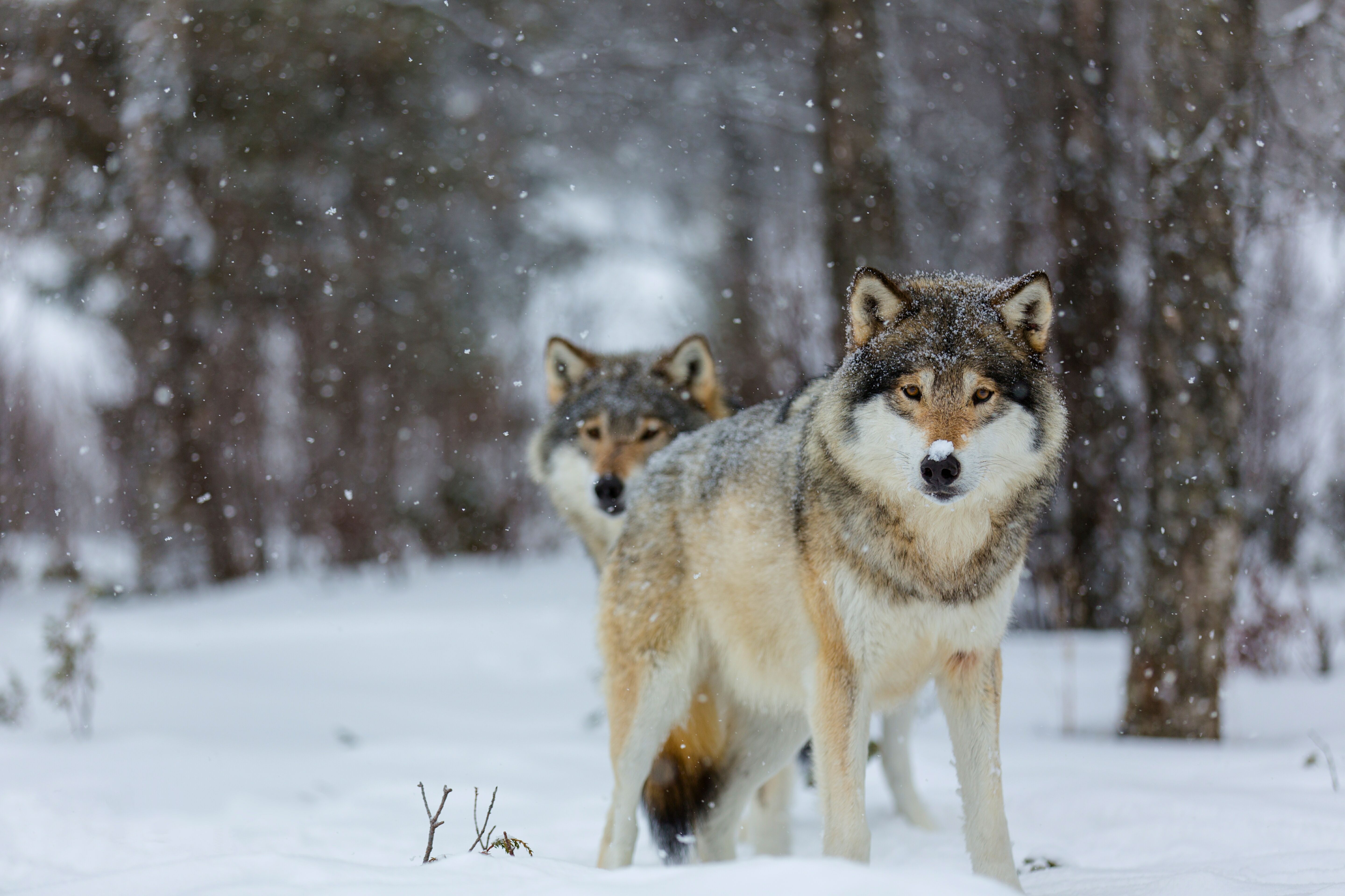 Wallpapers wolf wolves animals on the desktop