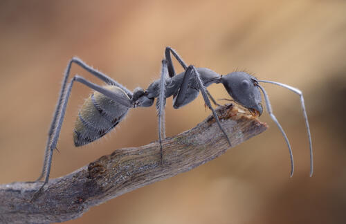 Заставка макро, муравей скачать бесплатно