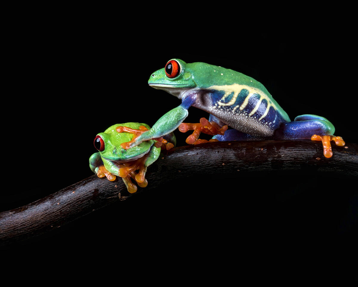 A beautiful screensaver amphibians, frog