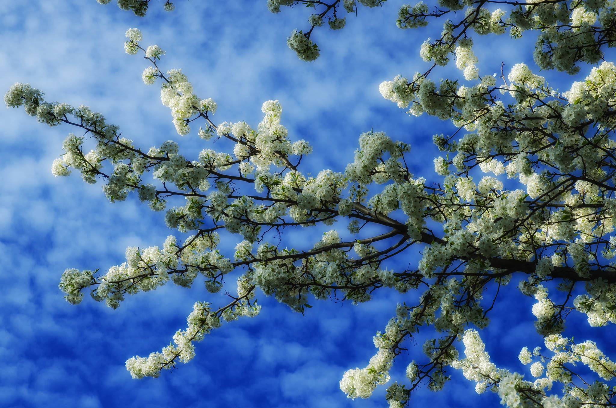 Фото бесплатно цветущее дерево, ветка, белые цветы
