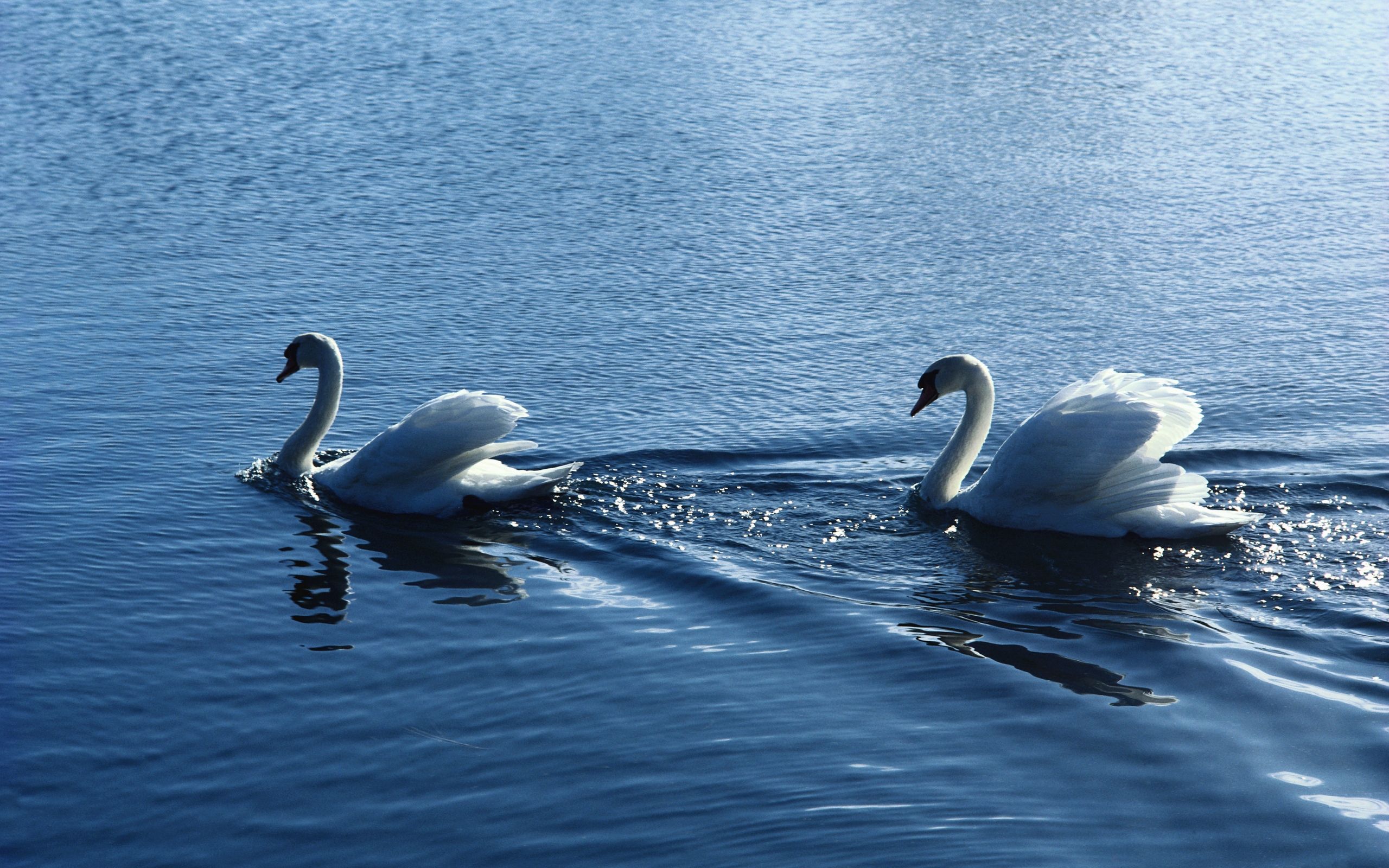 Wallpapers lake swans swim on the desktop