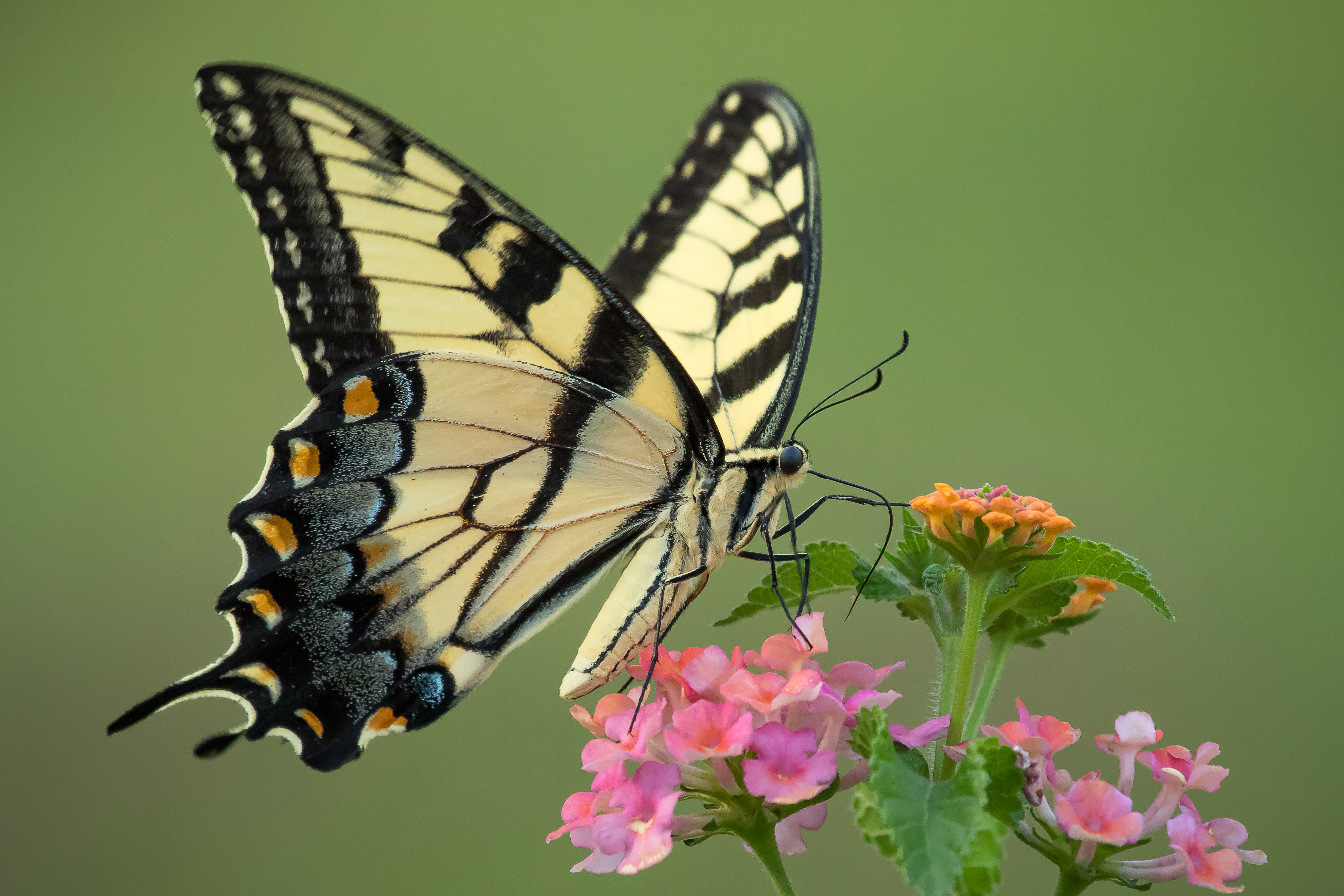 Фото бесплатно бабочка, крылья бабочки, макро