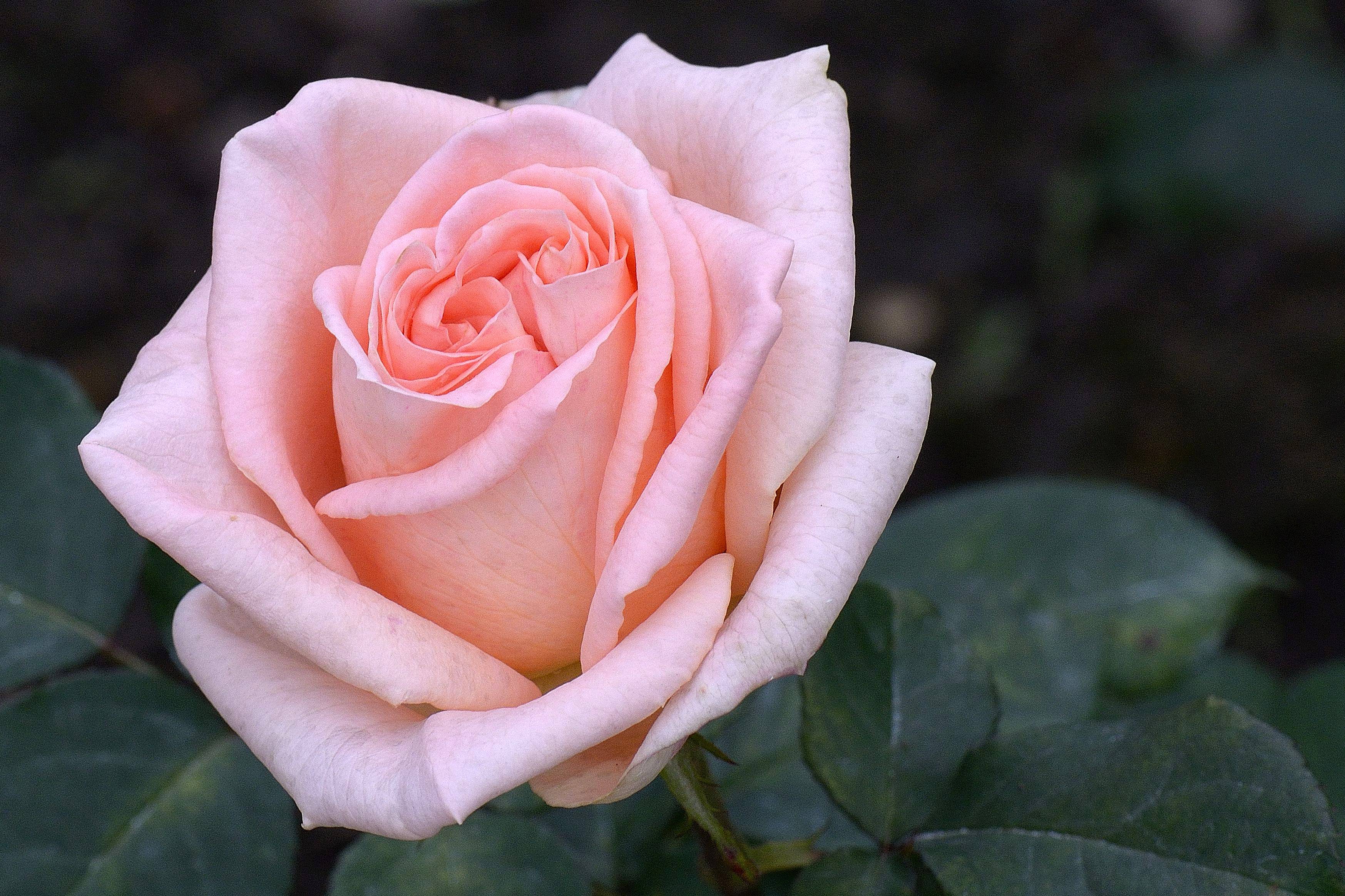 Обои флора бутон розы розовая роза на рабочий стол