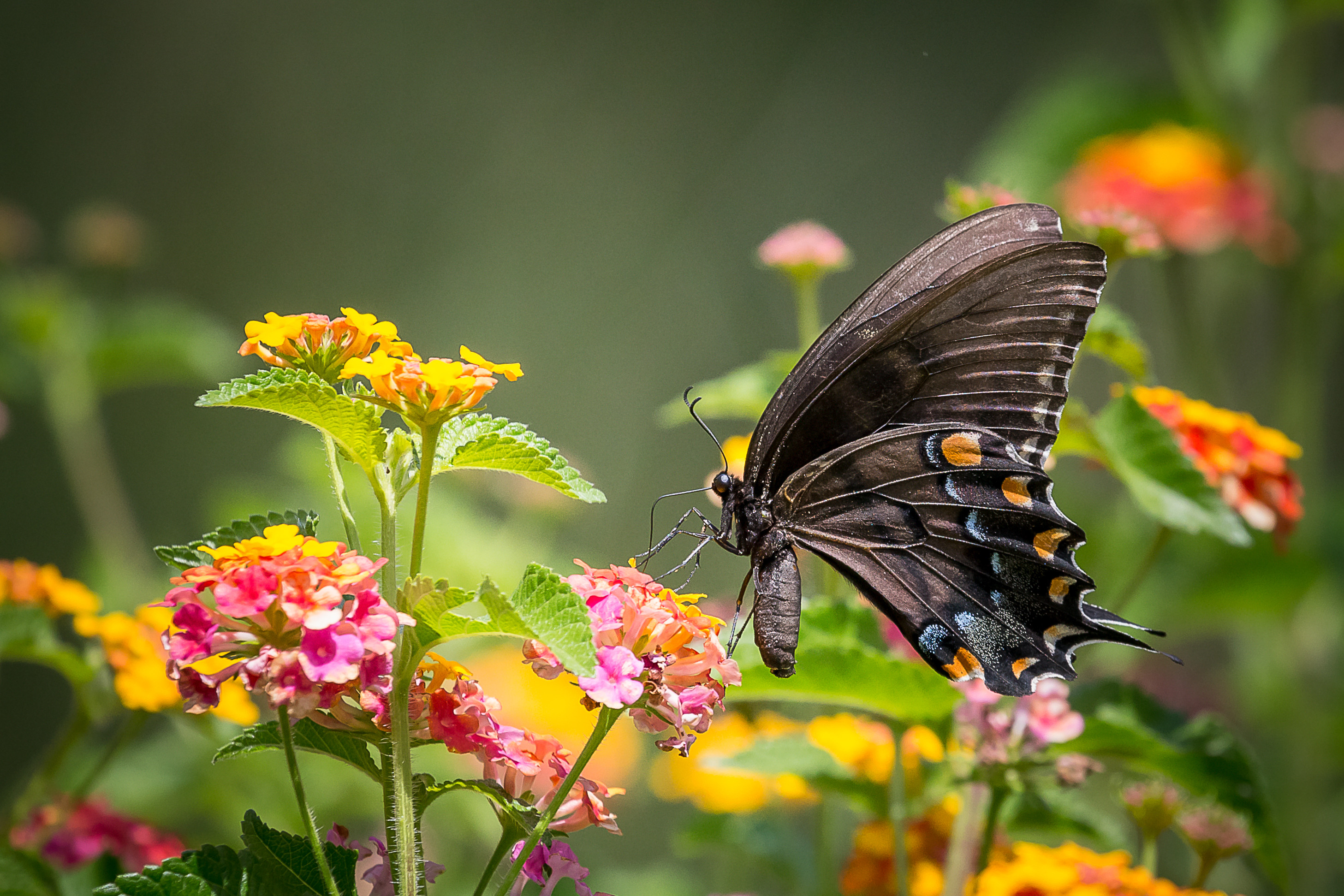 Фото бесплатно бабочка, цветок, черная бабочка