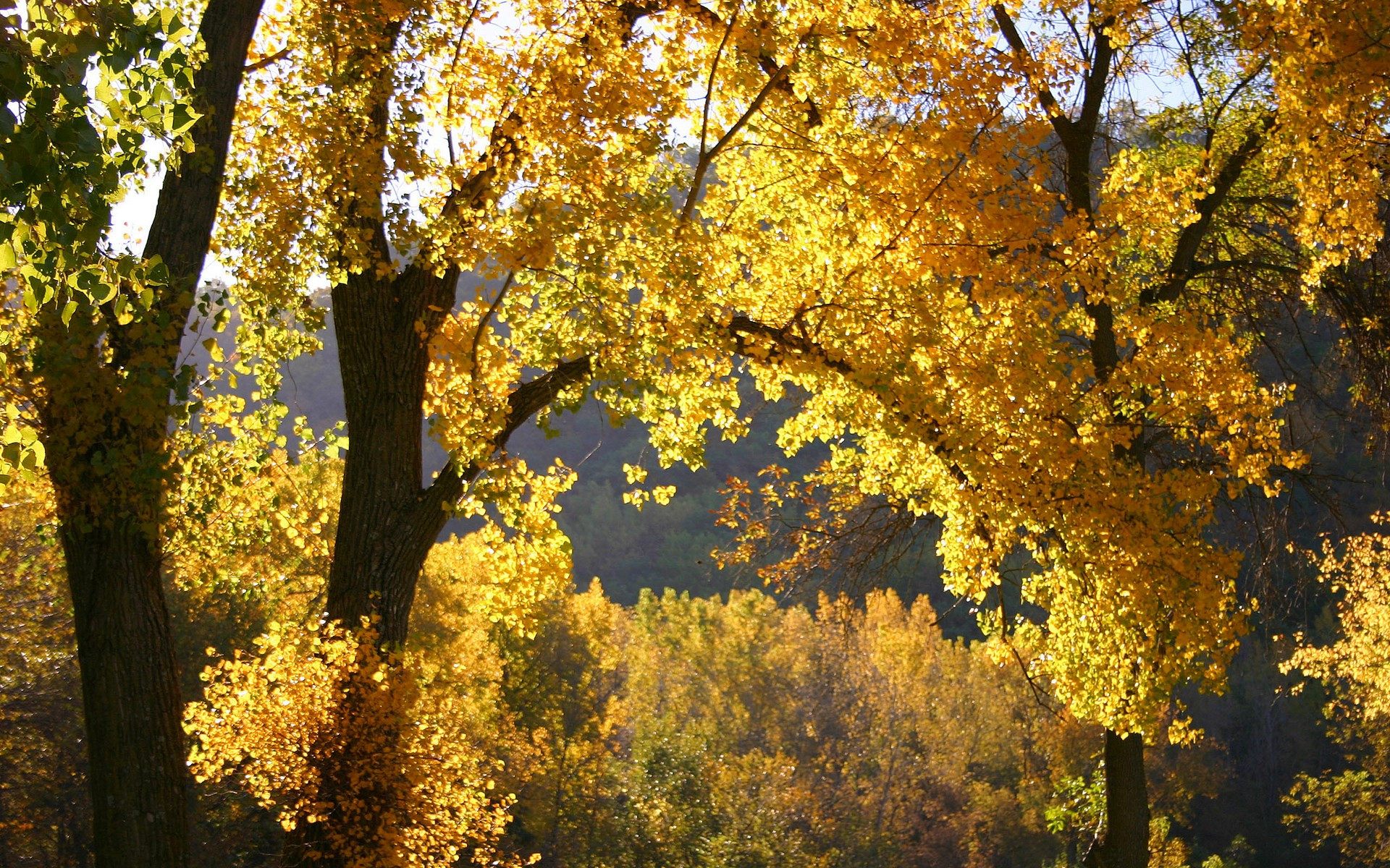 Wallpapers autumn yellow forest on the desktop
