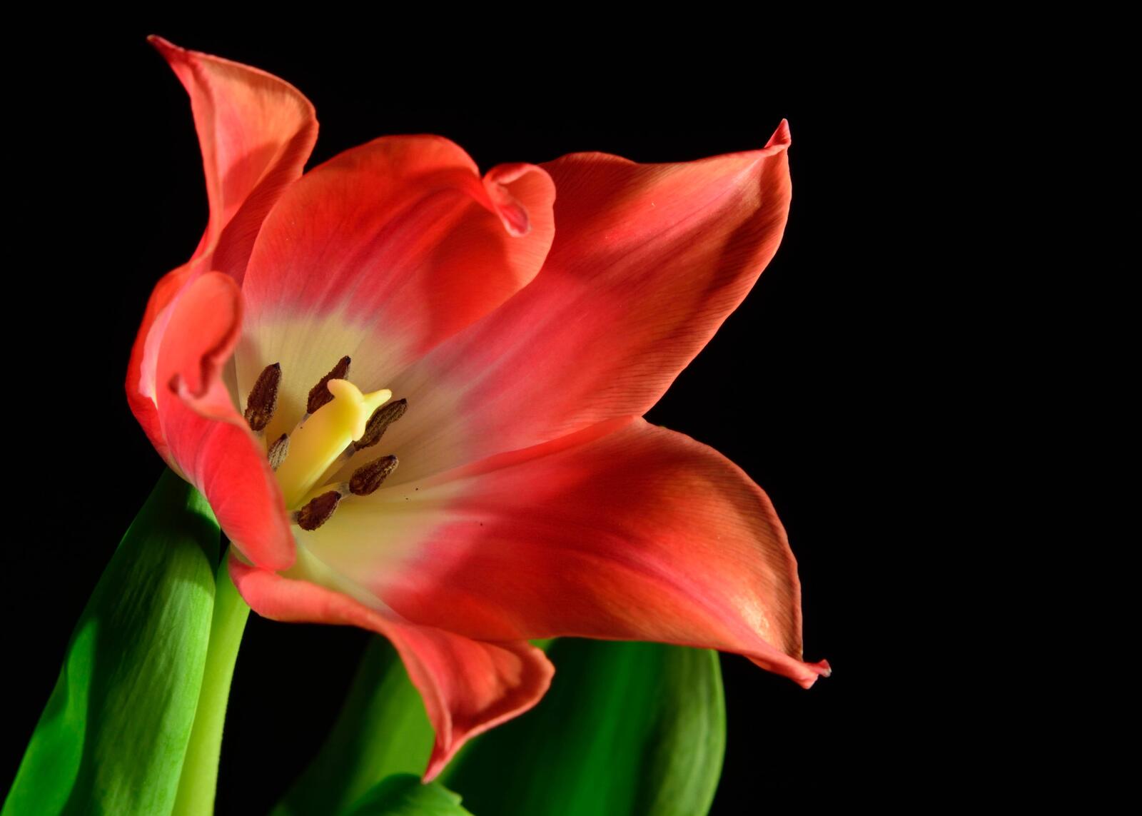 Обои красные цветы тюльпан флора на рабочий стол