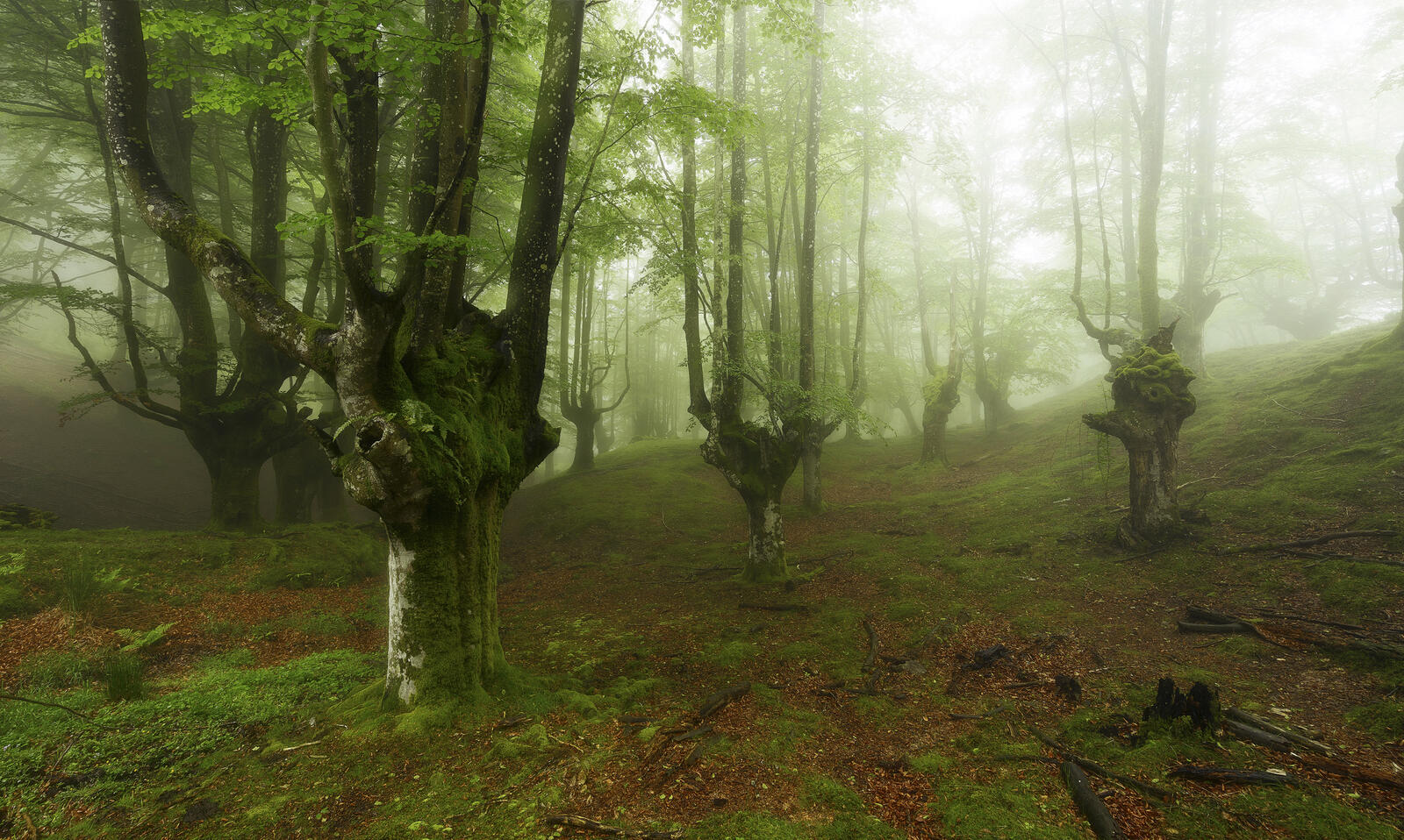 Обои зеленые листья природа туман в лесу на рабочий стол