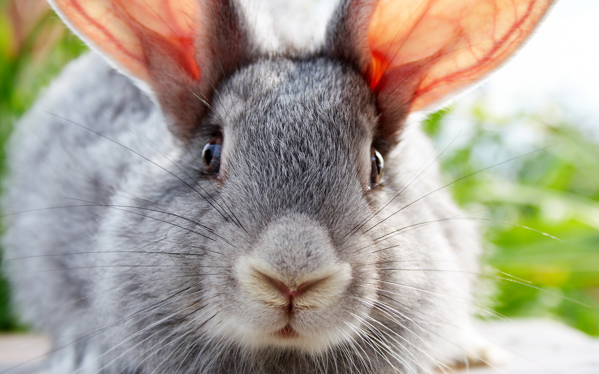 Кролик белый уши без смс