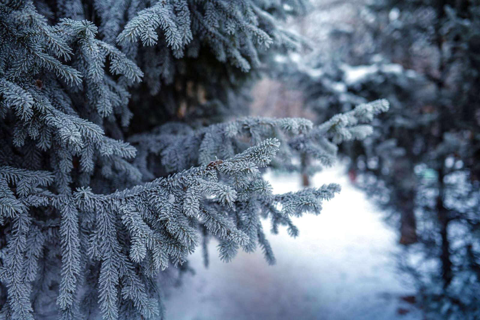 Wallpapers branch spruce snow on the desktop