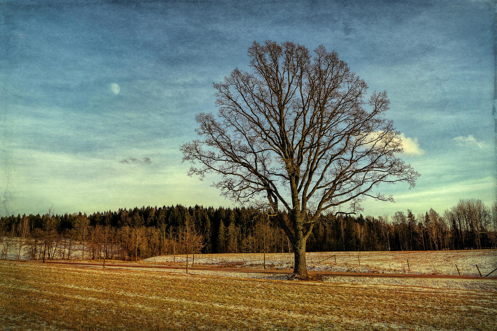 Wallpapers lone tree landscape trees without leaves on the desktop