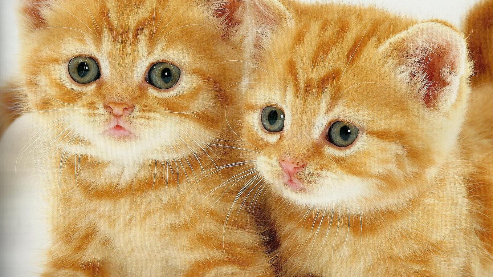 Wallpapers kittens redheads muzzles on the desktop
