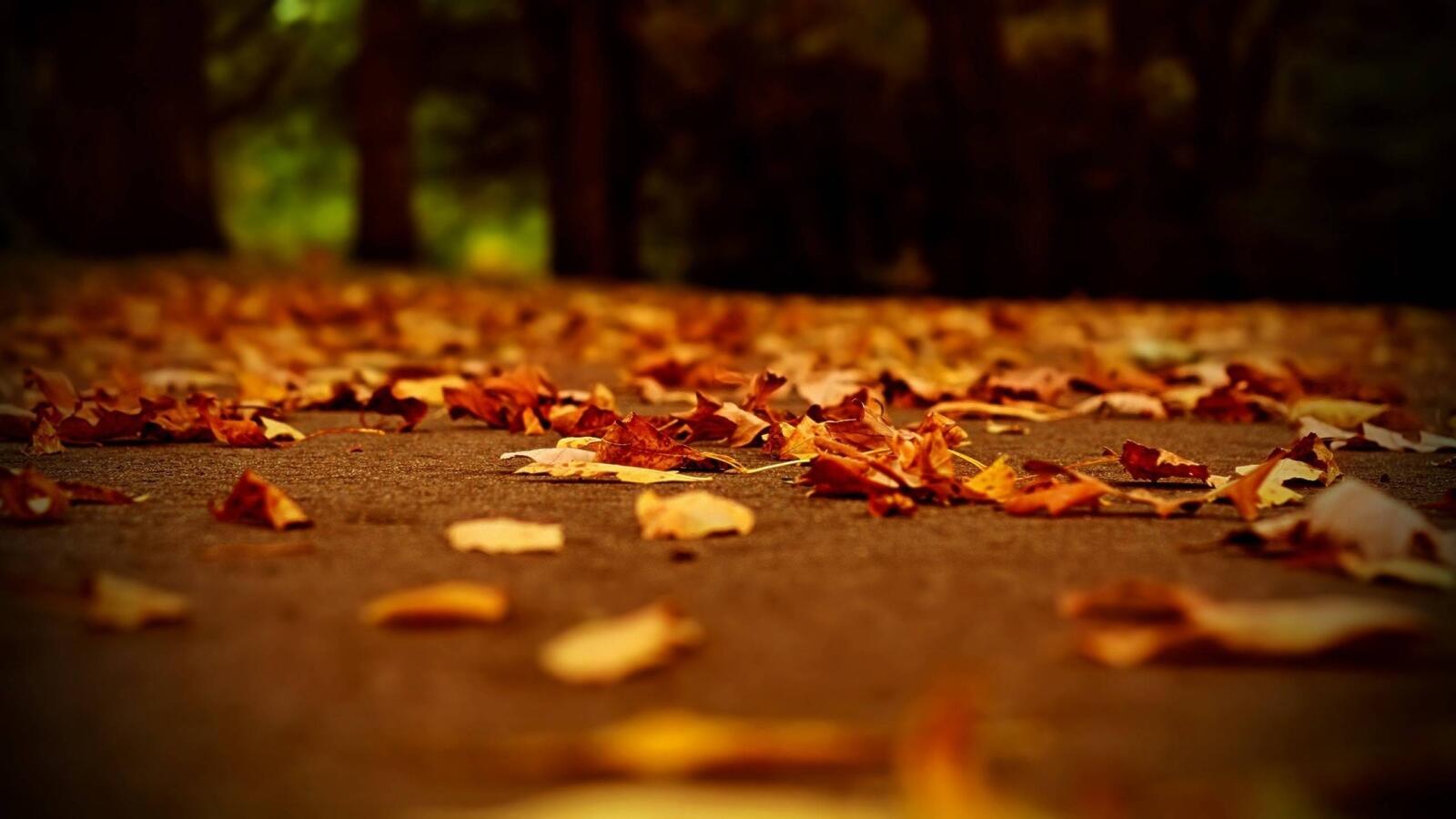桌面上的壁纸秋季 树木 沥青