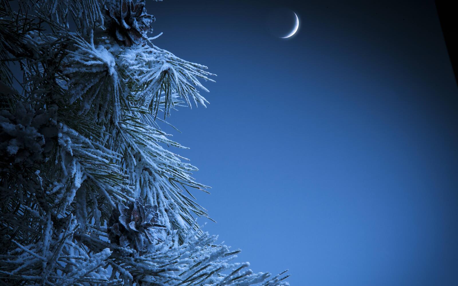 Wallpapers Moon month tree on the desktop