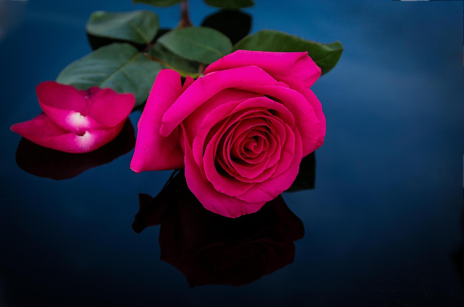 Обои одинокая роза цветок флора на рабочий стол