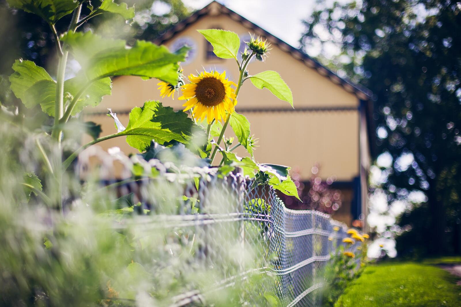Wallpapers sunflower fence house on the desktop
