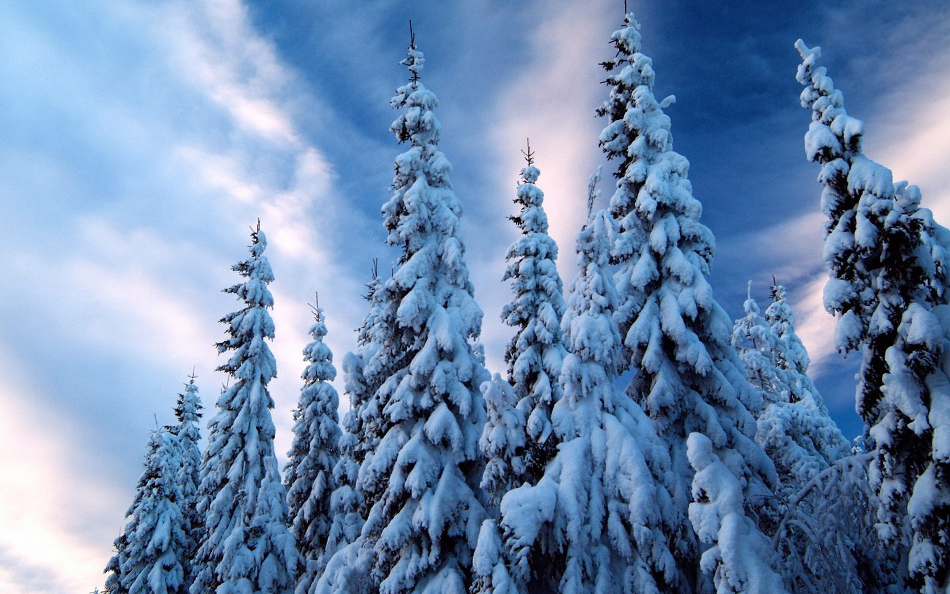 Wallpapers winter trees fir trees on the desktop